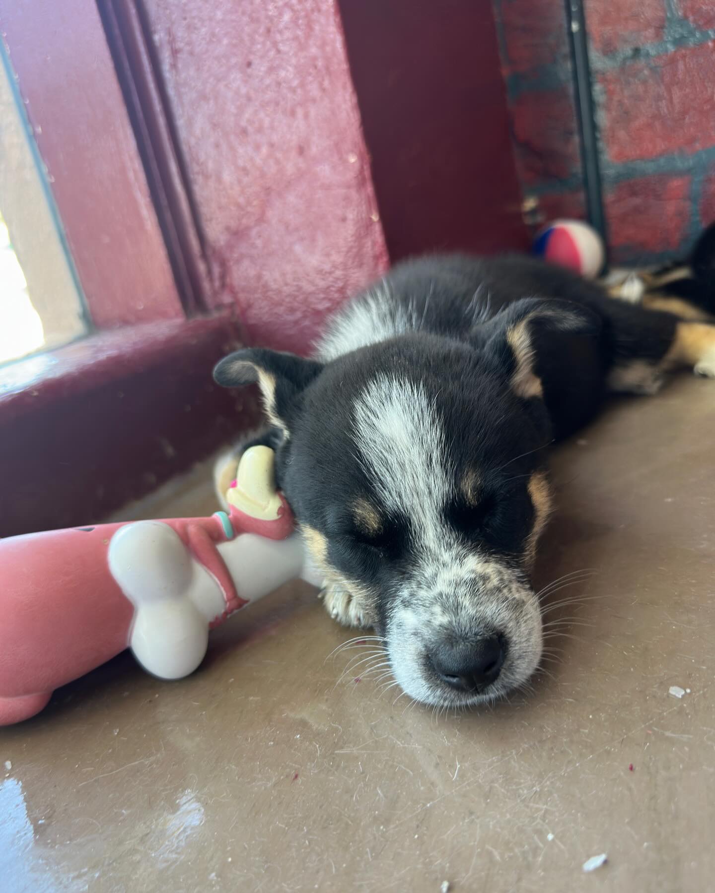 Barkhouse No.14 Tracy