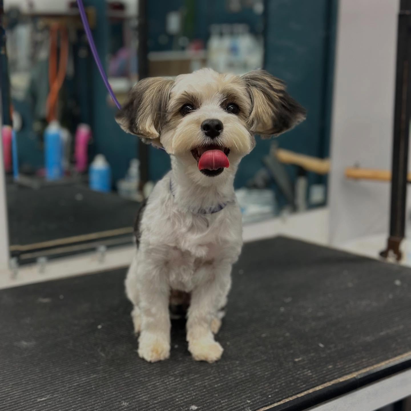 Barkhouse No.14 Tracy