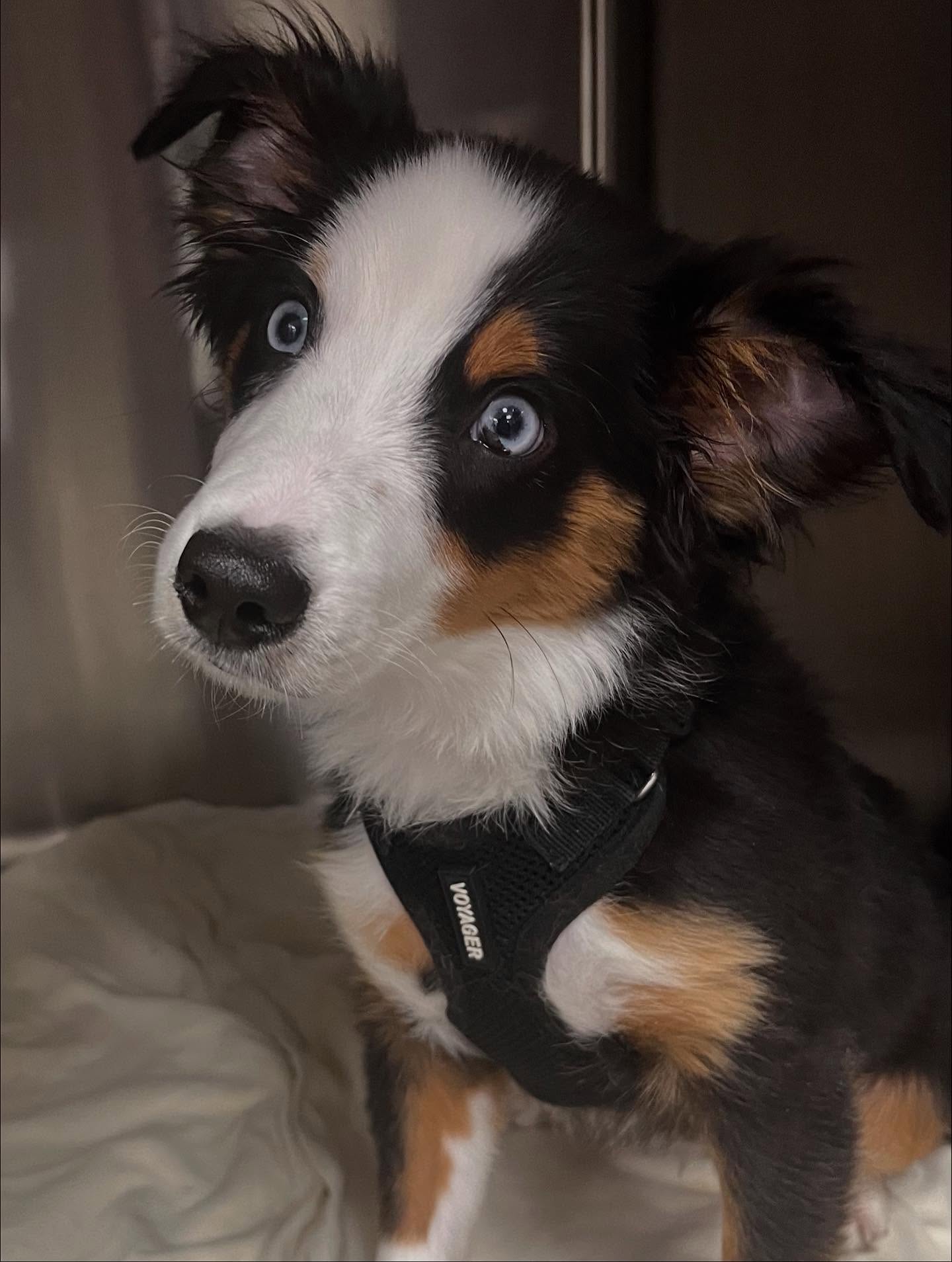 The Pet Advocate Tracy