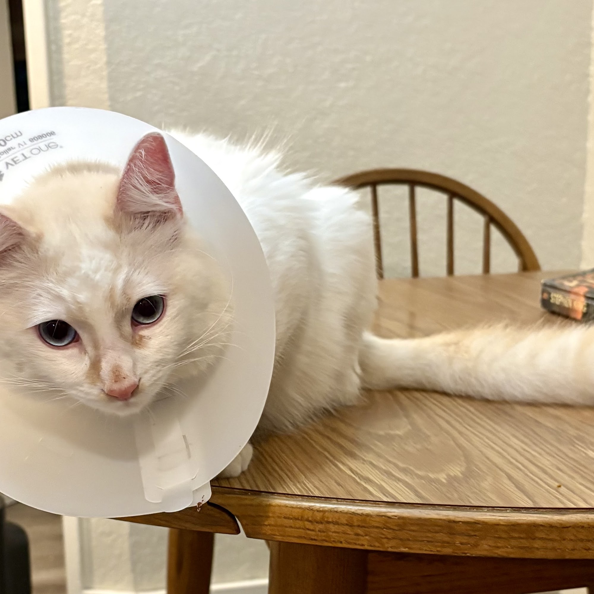 The Pet Advocate Tracy