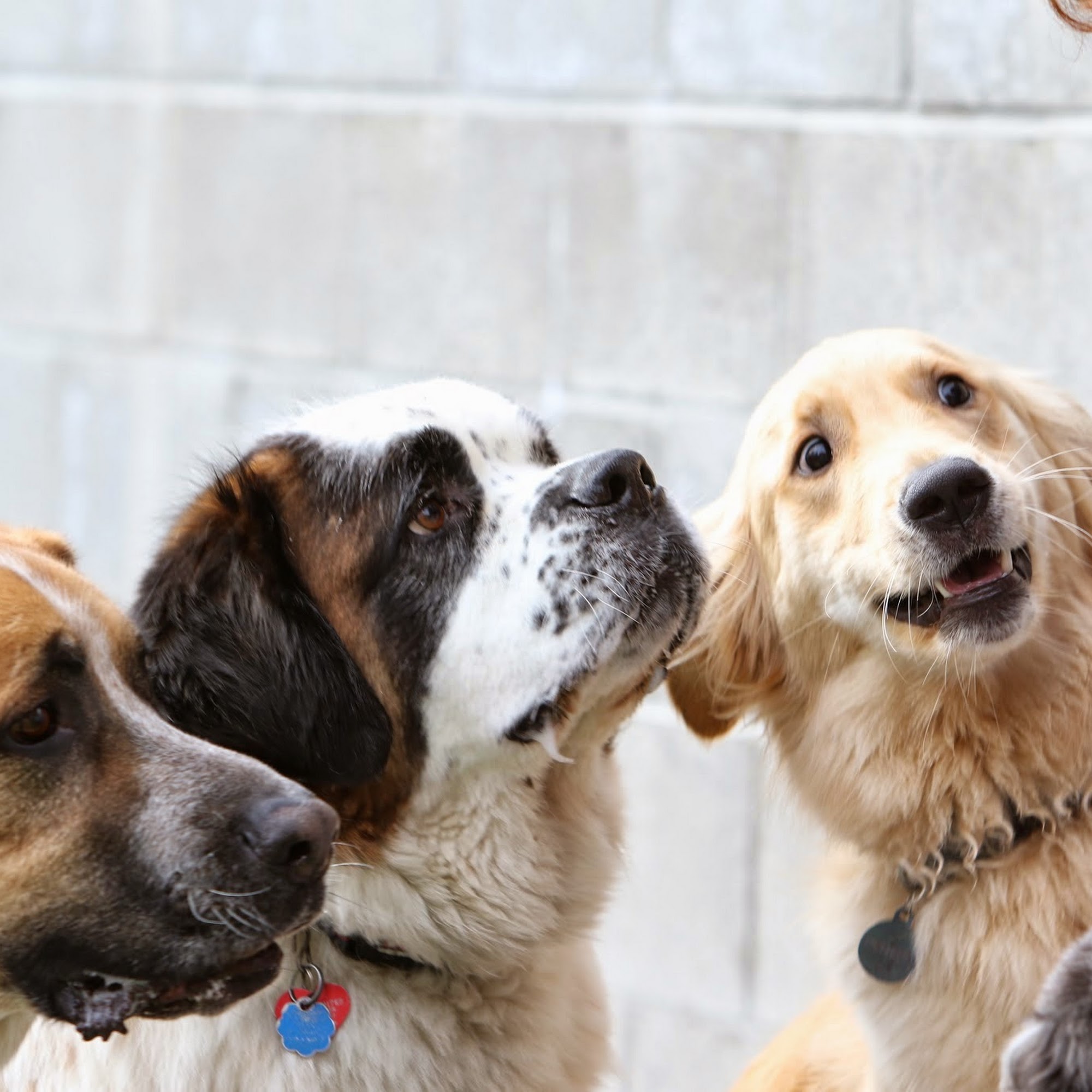 Donner Truckee Veterinary Hospital Truckee