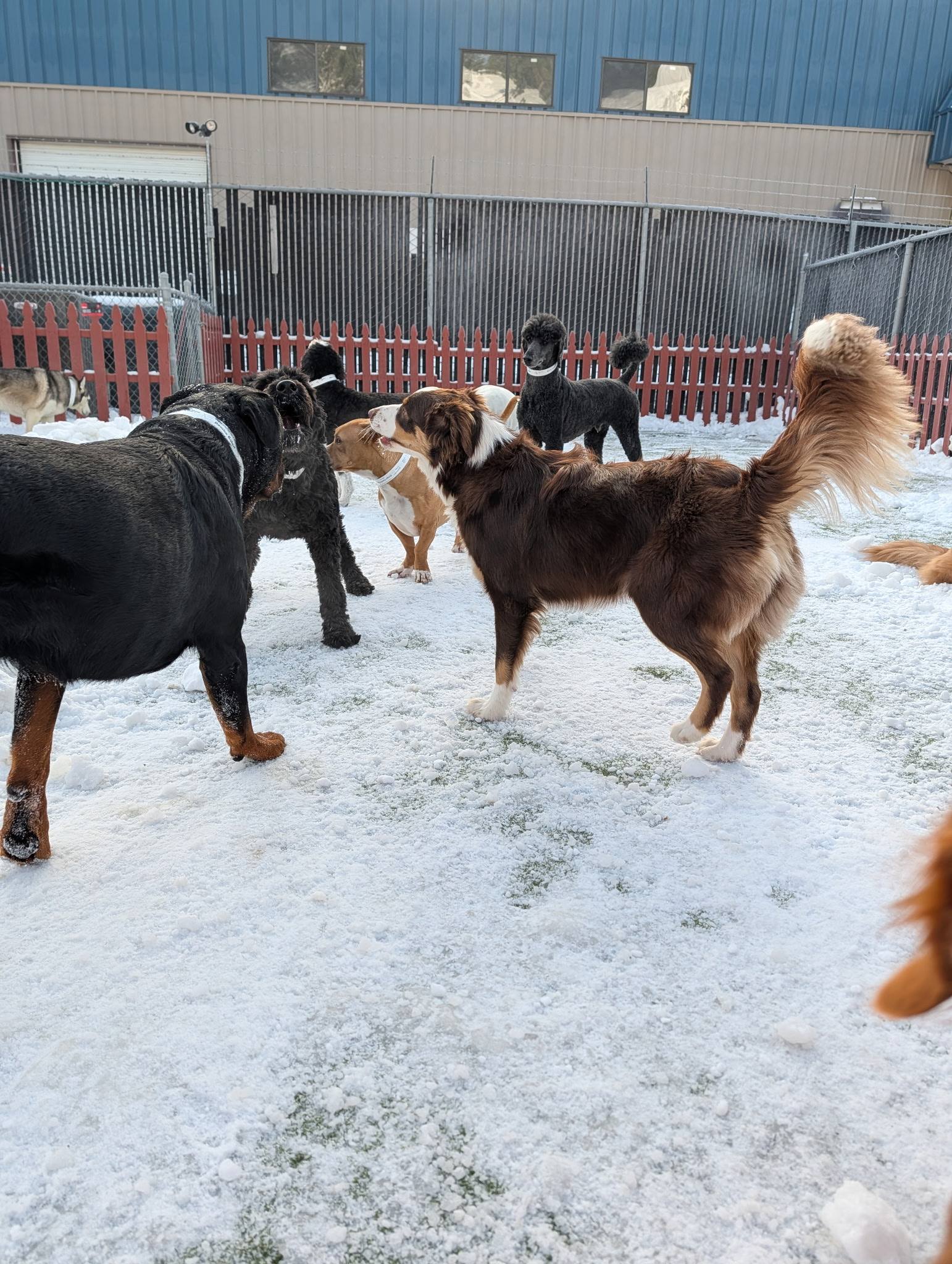 Truckee-Tahoe Pet Lodge Truckee