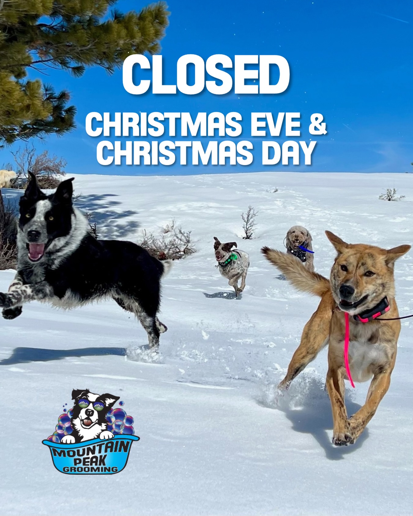 Mountain Peak Grooming Truckee