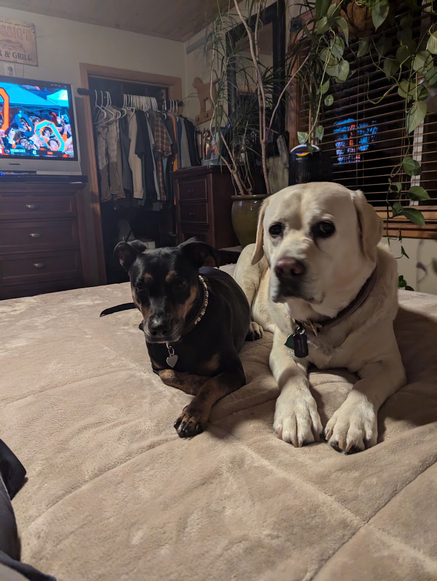 Truckee homestyle pet care Truckee