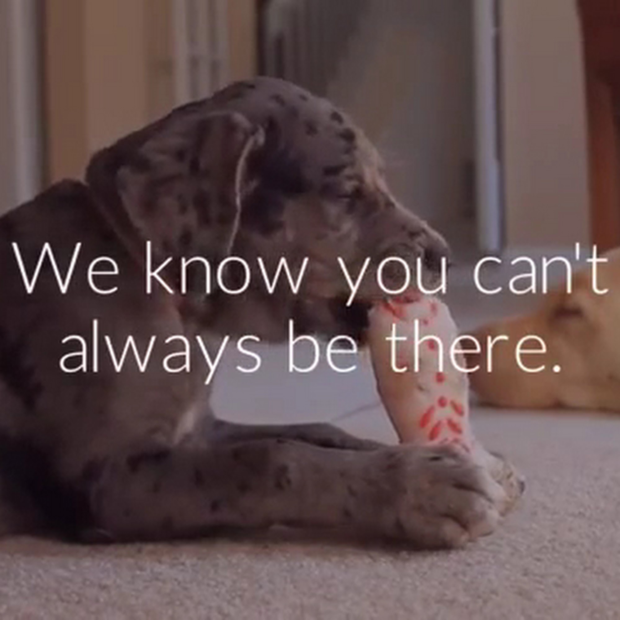 Foothill Pet Care