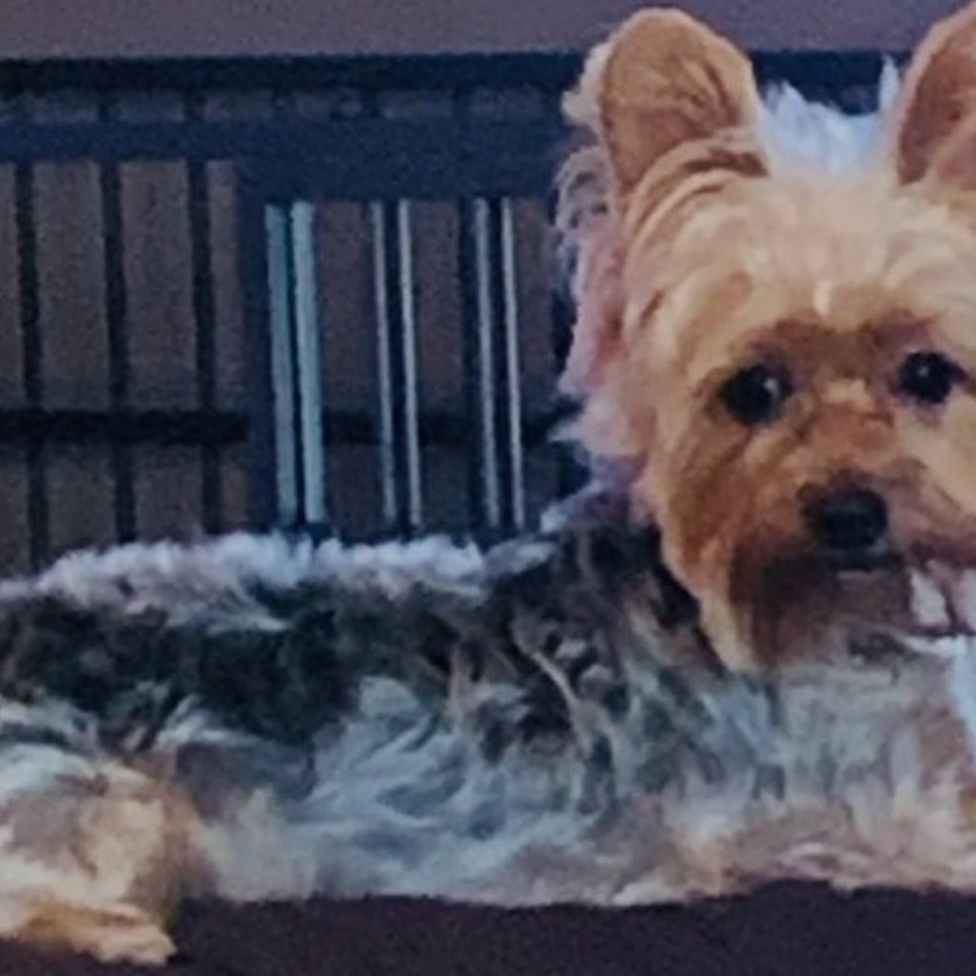 Tulare Veterinary Hospital Tulare