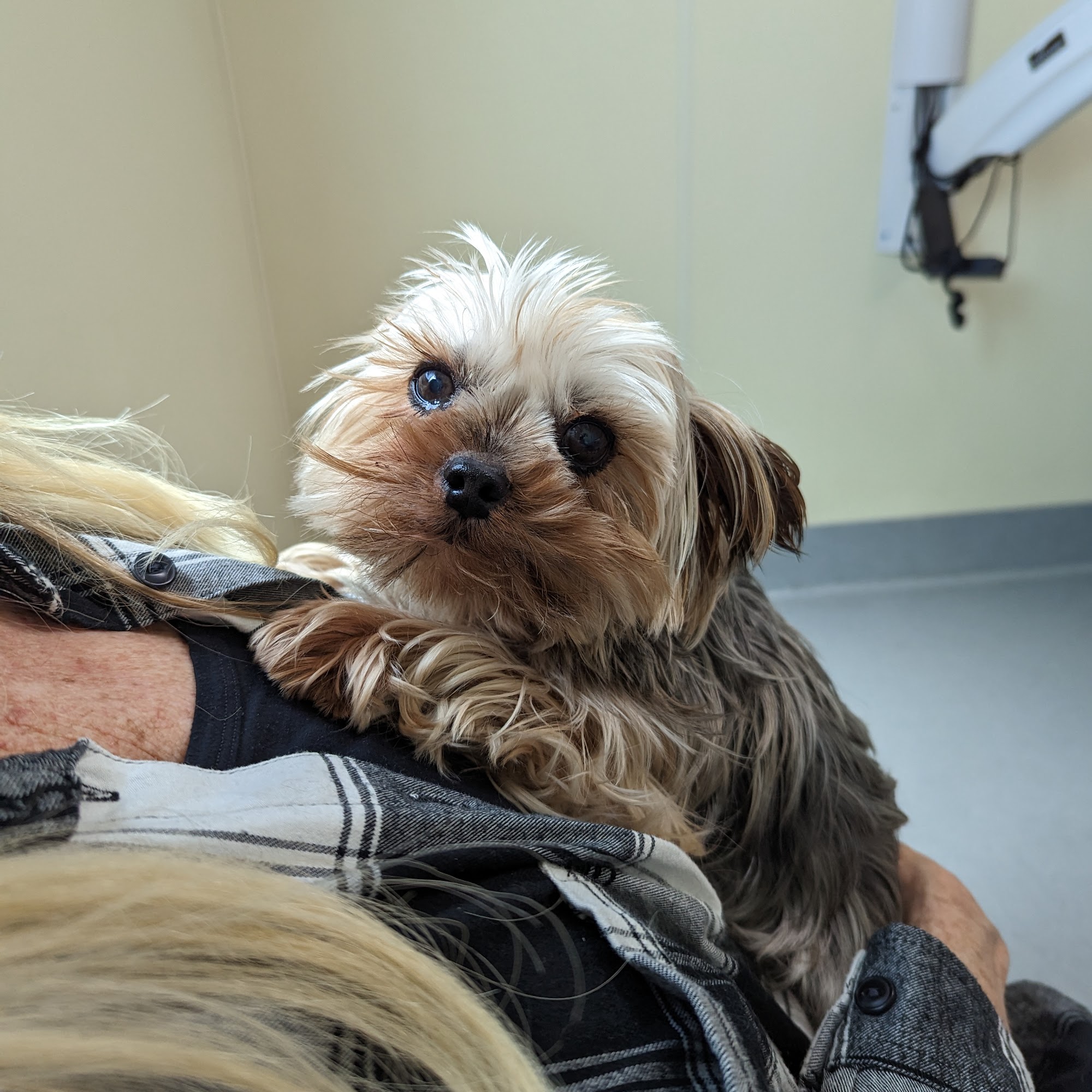 Cross Street Small Animal Veterinary Hospital Tulare