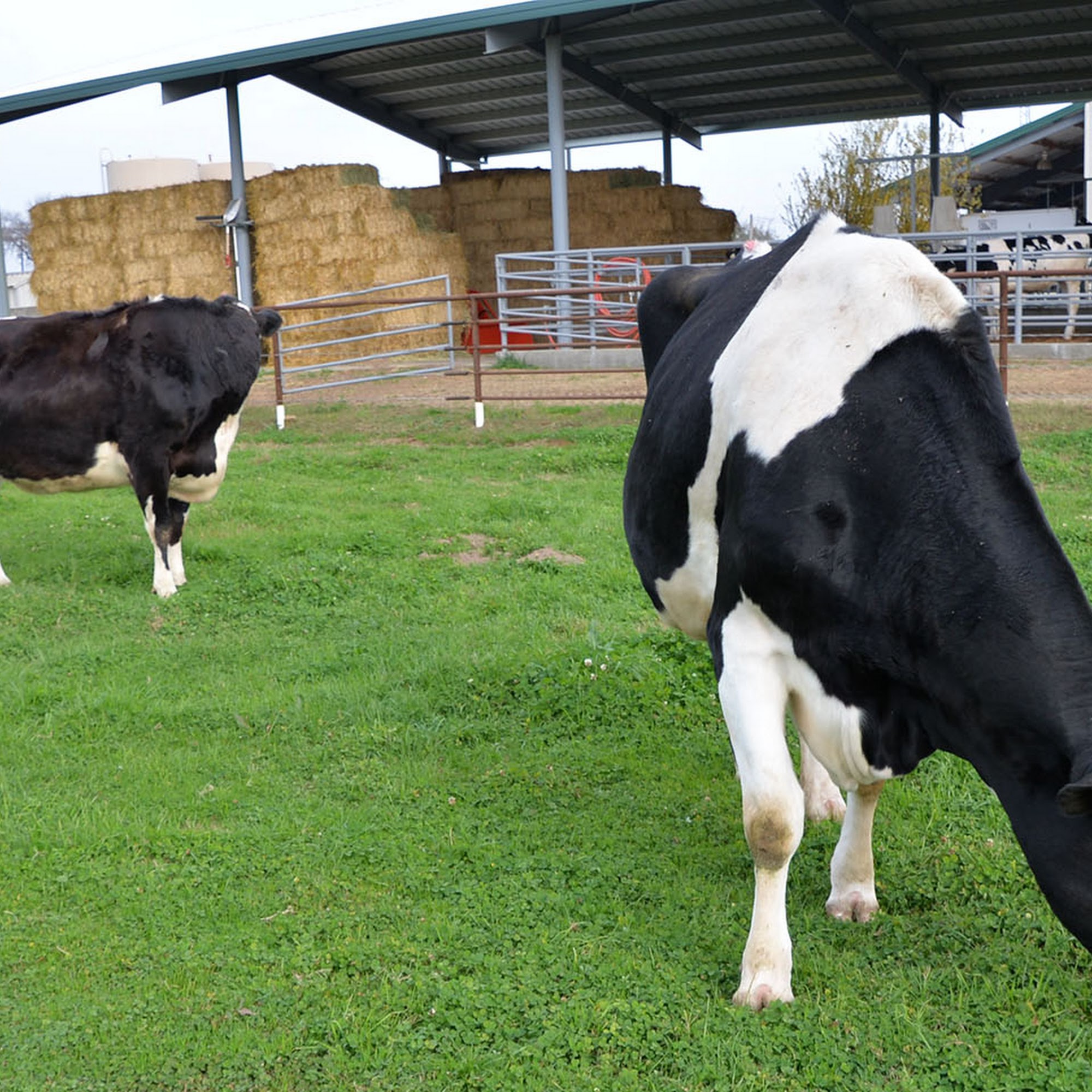 Lander Veterinary Clinic Turlock