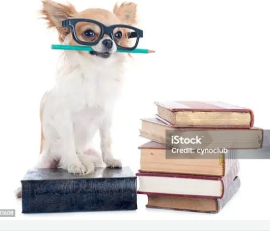 All Paw's Pet Salon Turlock