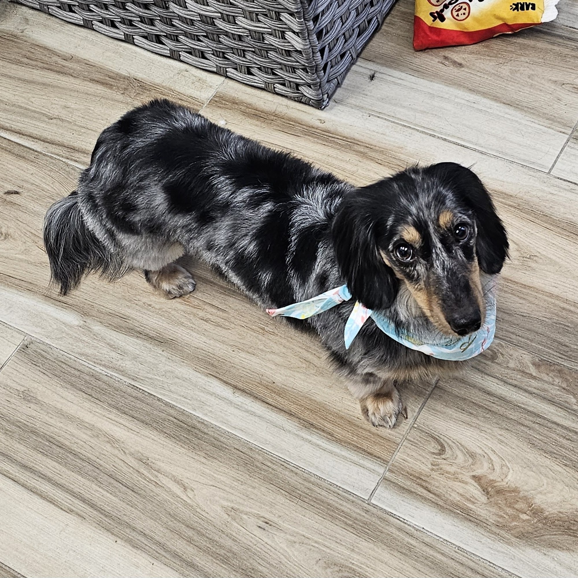 Wag This Way Pet Spa Turlock