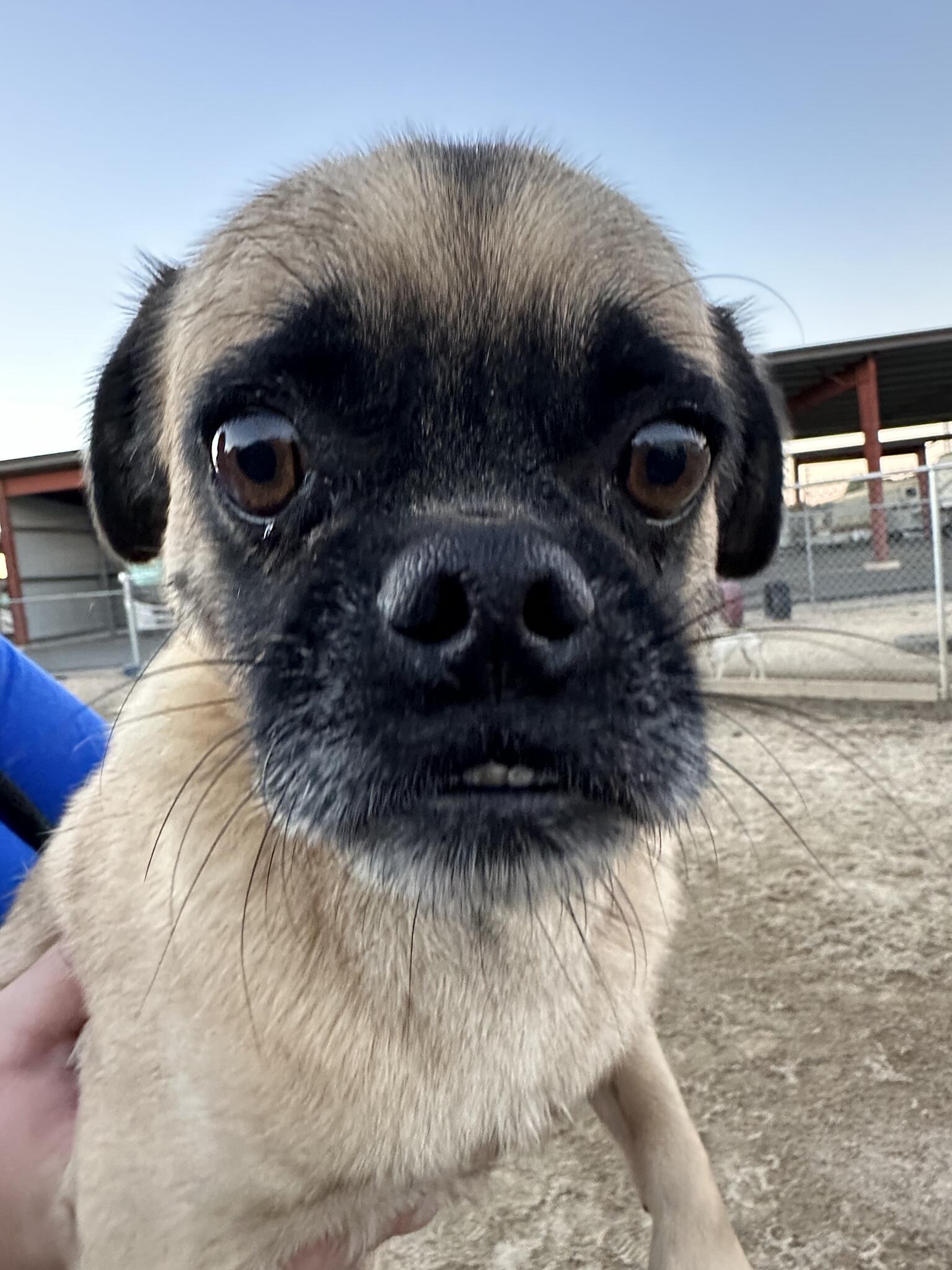K9s on the Move Pet Resort Turlock