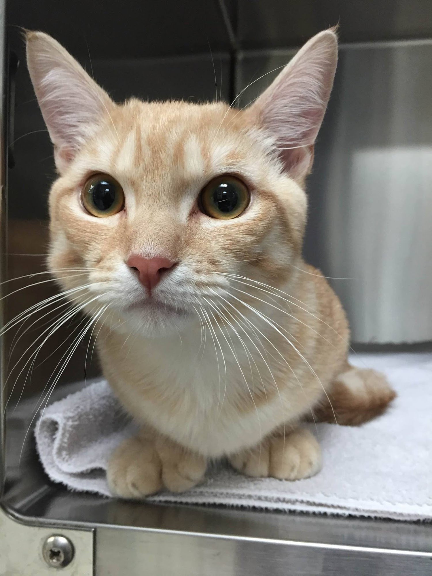 Animal Clinic of Tustin Ranch Irvine Tustin