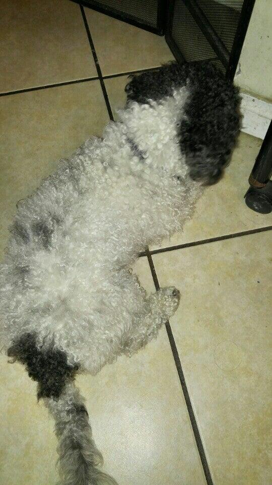 Tustana Animal Hospital Tustin