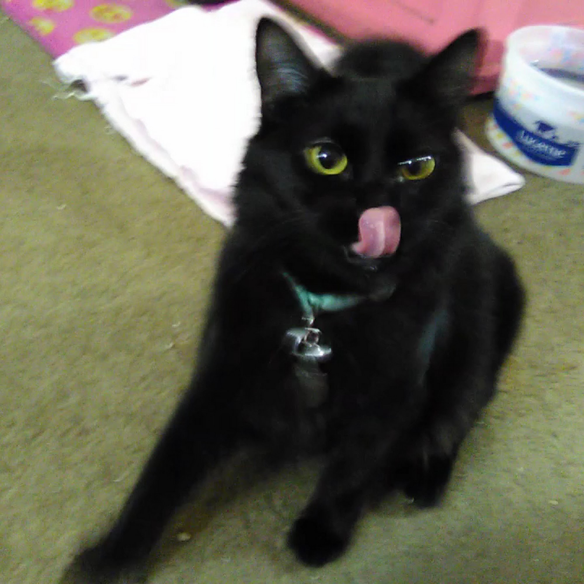 Tustin Santa Ana Vet Hospital Tustin