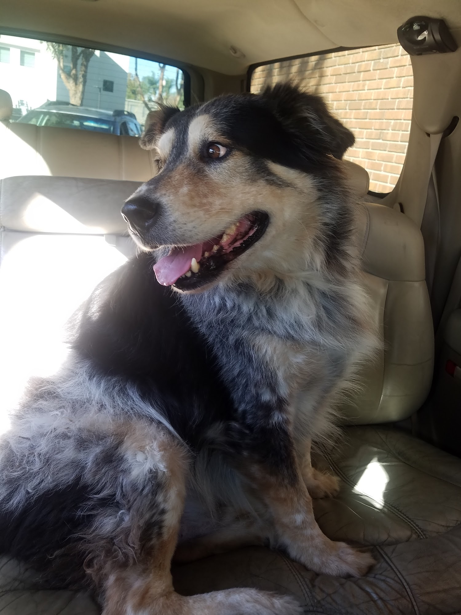 Home Pet Euthanasia of Southern California Tustin