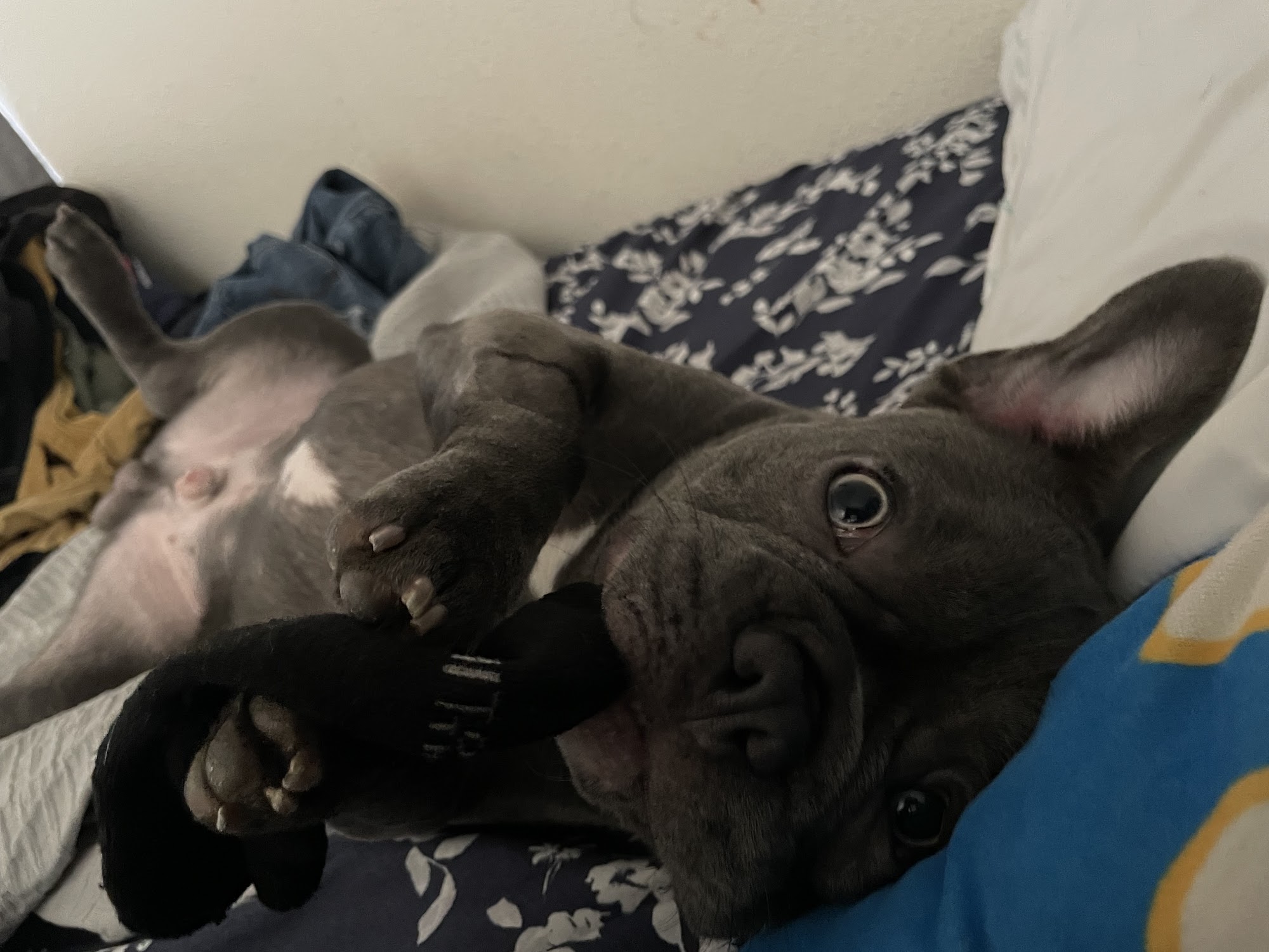 Animal Dental Services Tustin