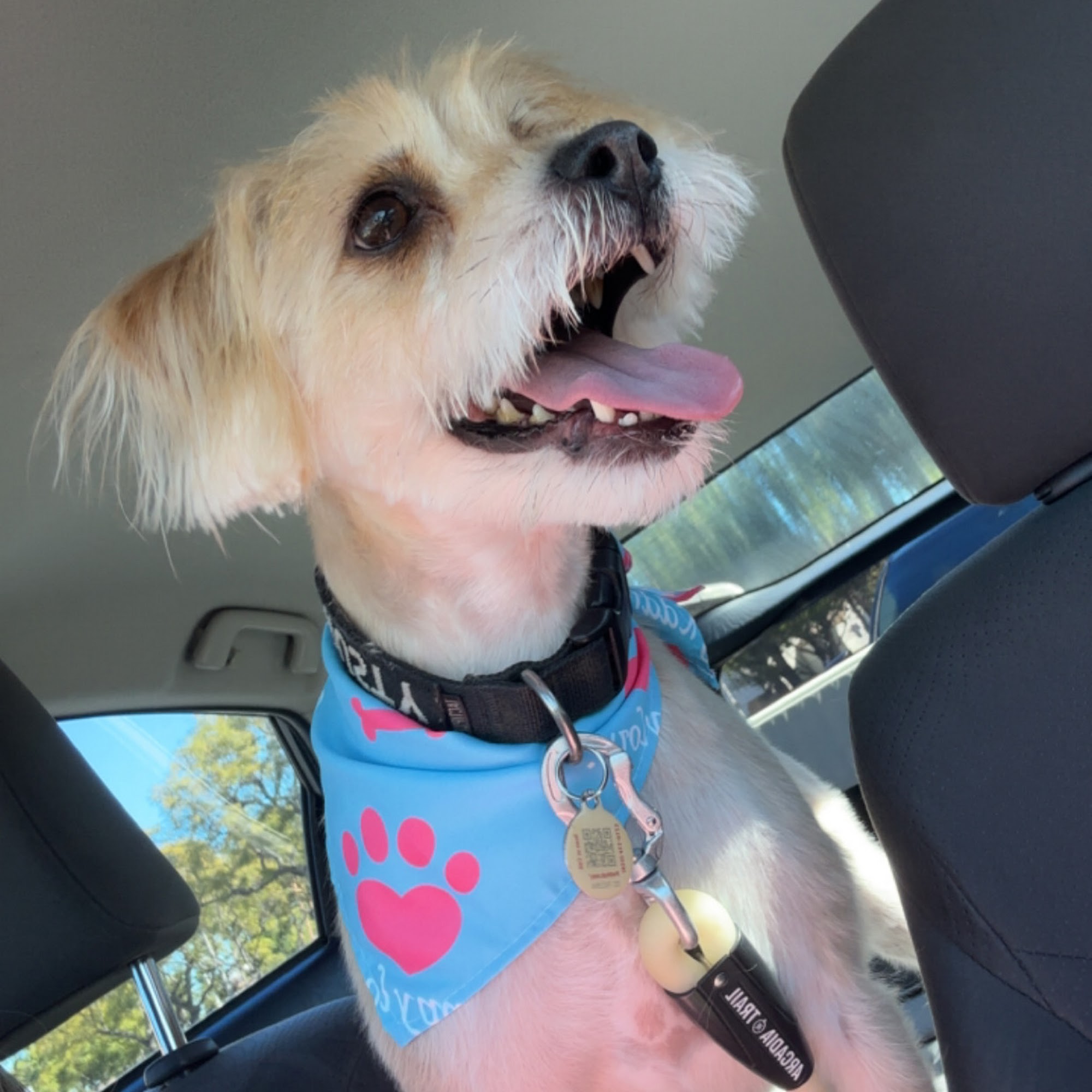 El Camino Pet Grooming Tustin