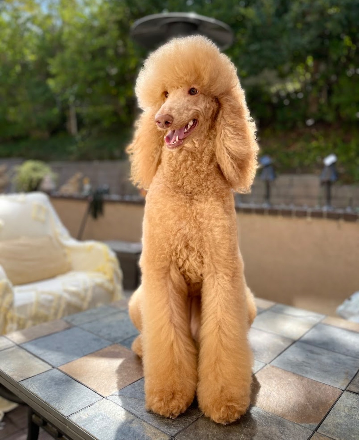 El Camino Pet Grooming Tustin