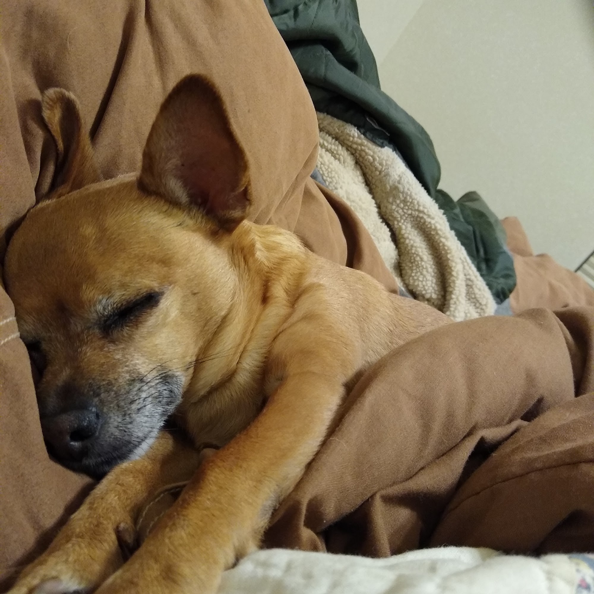 Twain Harte Veterinary Hospital Twain Harte