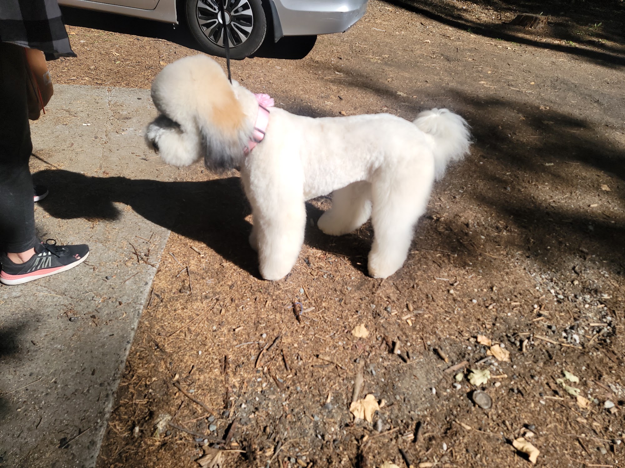 Ruff House Pet Salon Twain Harte