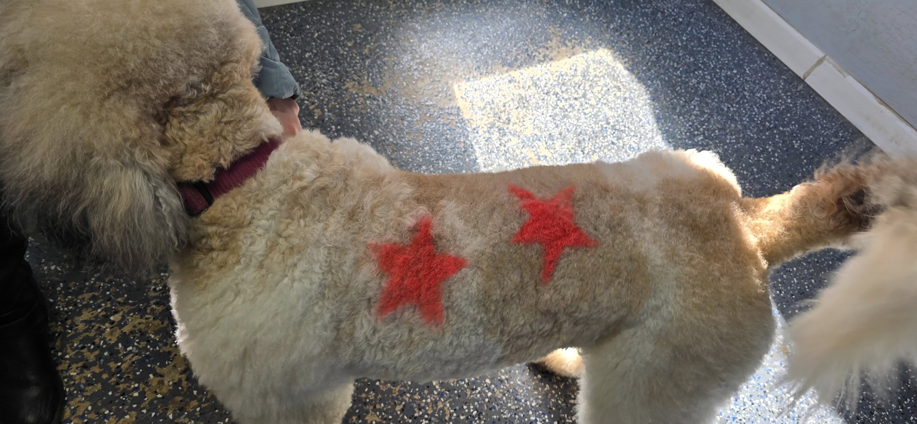 Ruff House Pet Salon Twain Harte