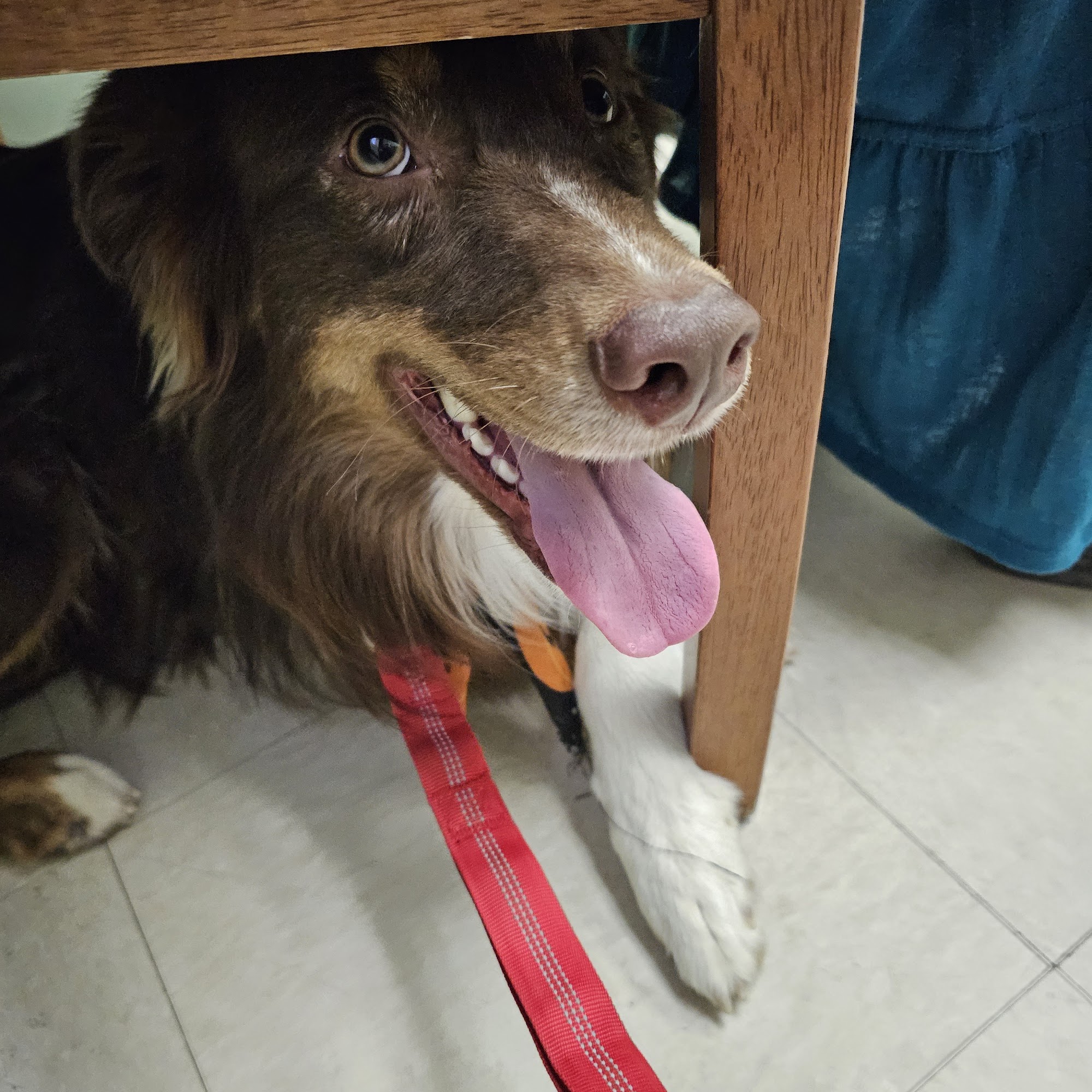 Twentynine Palms Base Veterinary Treatment Facility Twentynine Palms