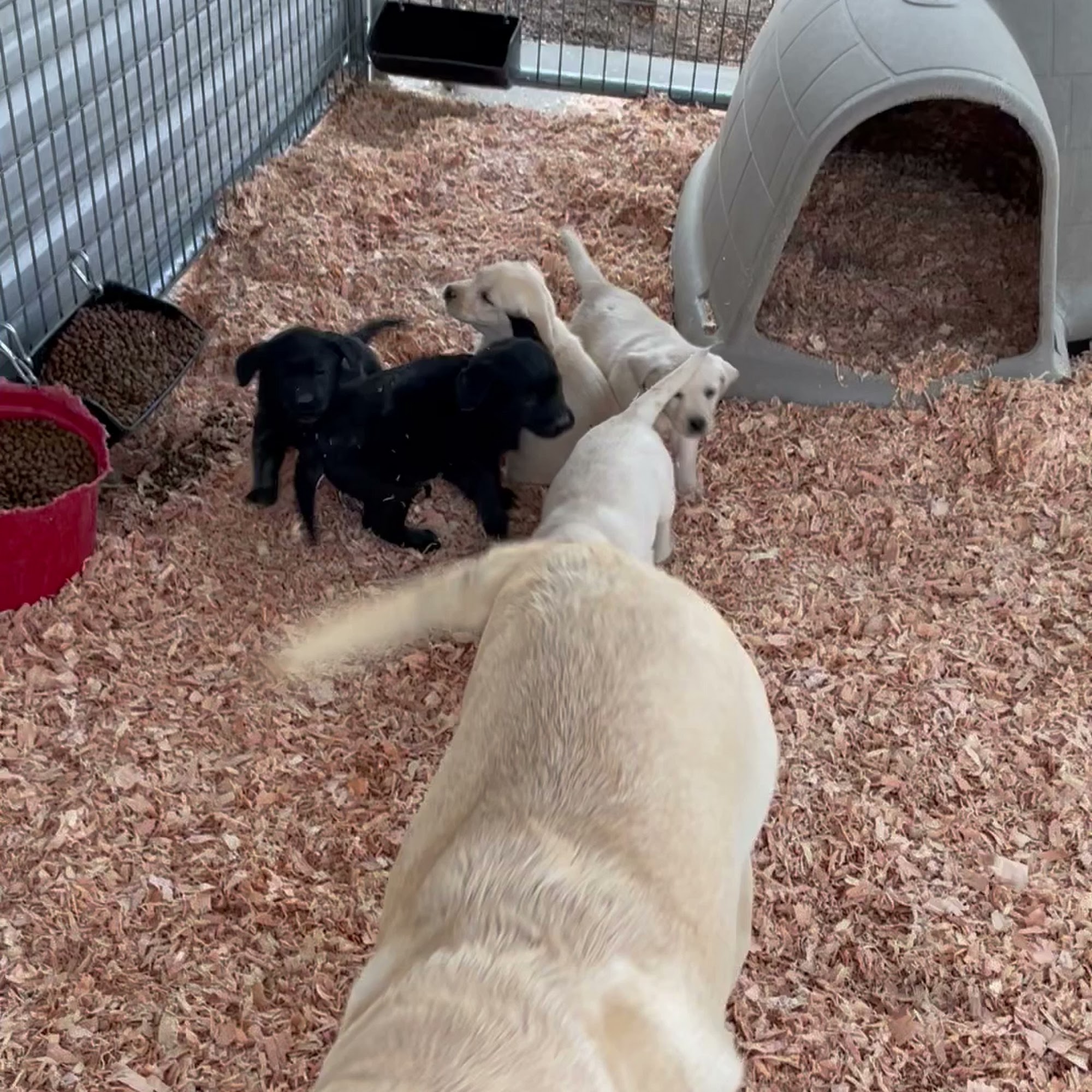 Hatz-Off-Labradors Twentynine Palms