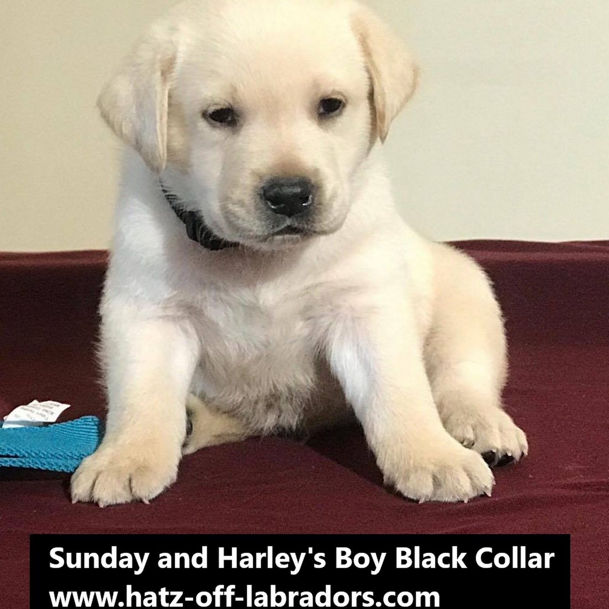 Hatz-Off-Labradors 78252 Indian Trail, Twentynine Palms California 92277
