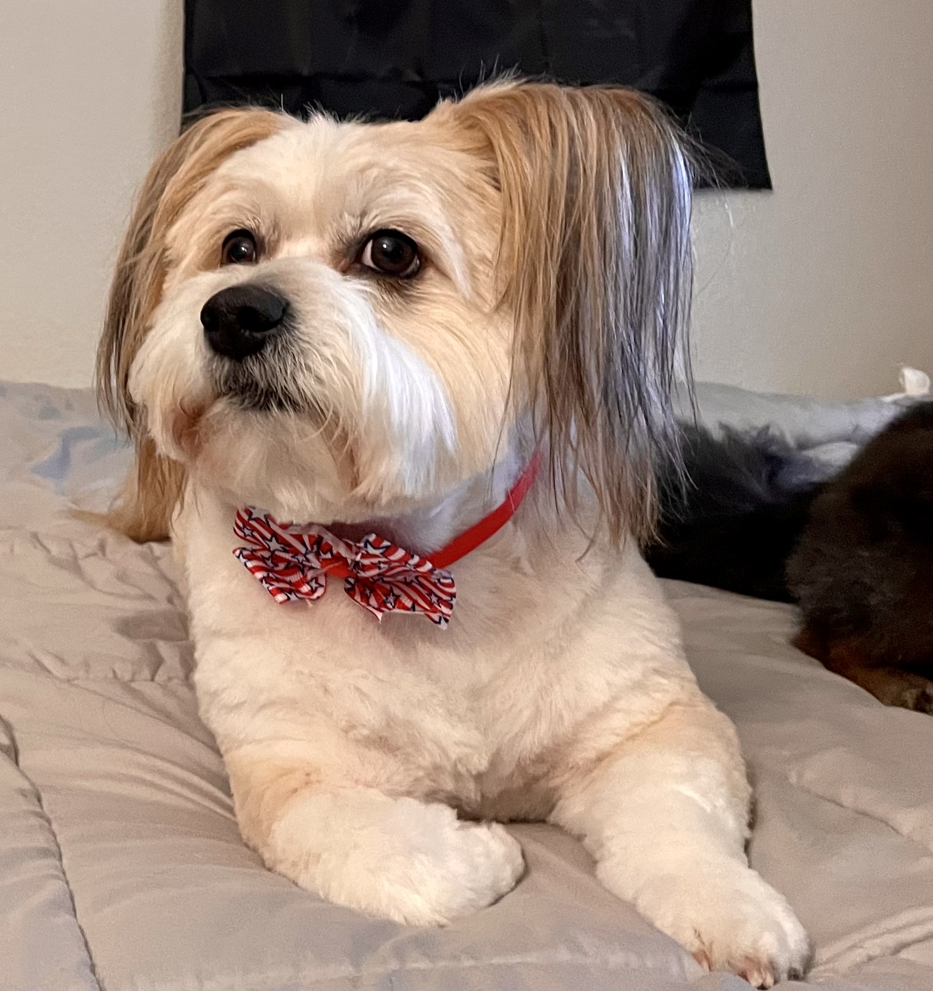 Blue Ribbon Pets Ukiah