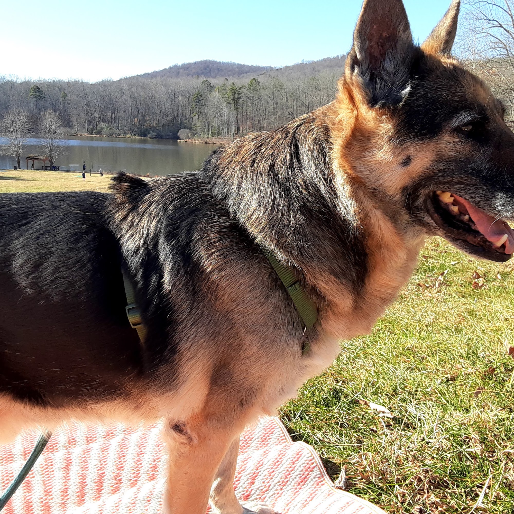 Ukiah Veterinary Hospital Ukiah