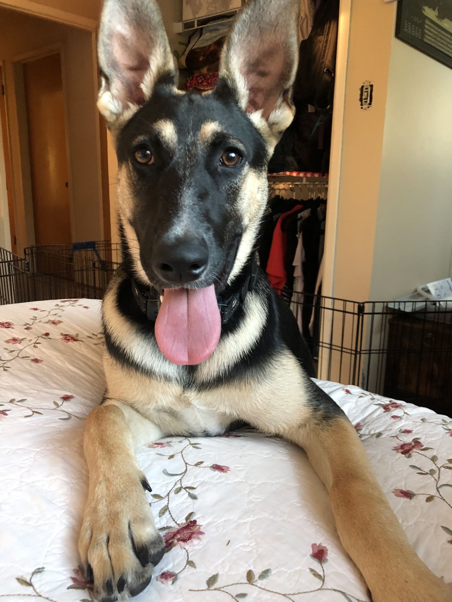 Skelly Dogs Training 275 Cherry St Suite F, Ukiah California 95482