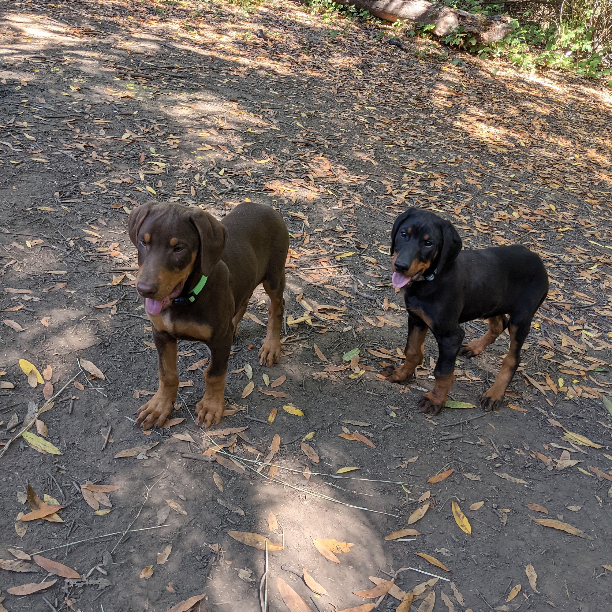 Drigon Dog Park Union City