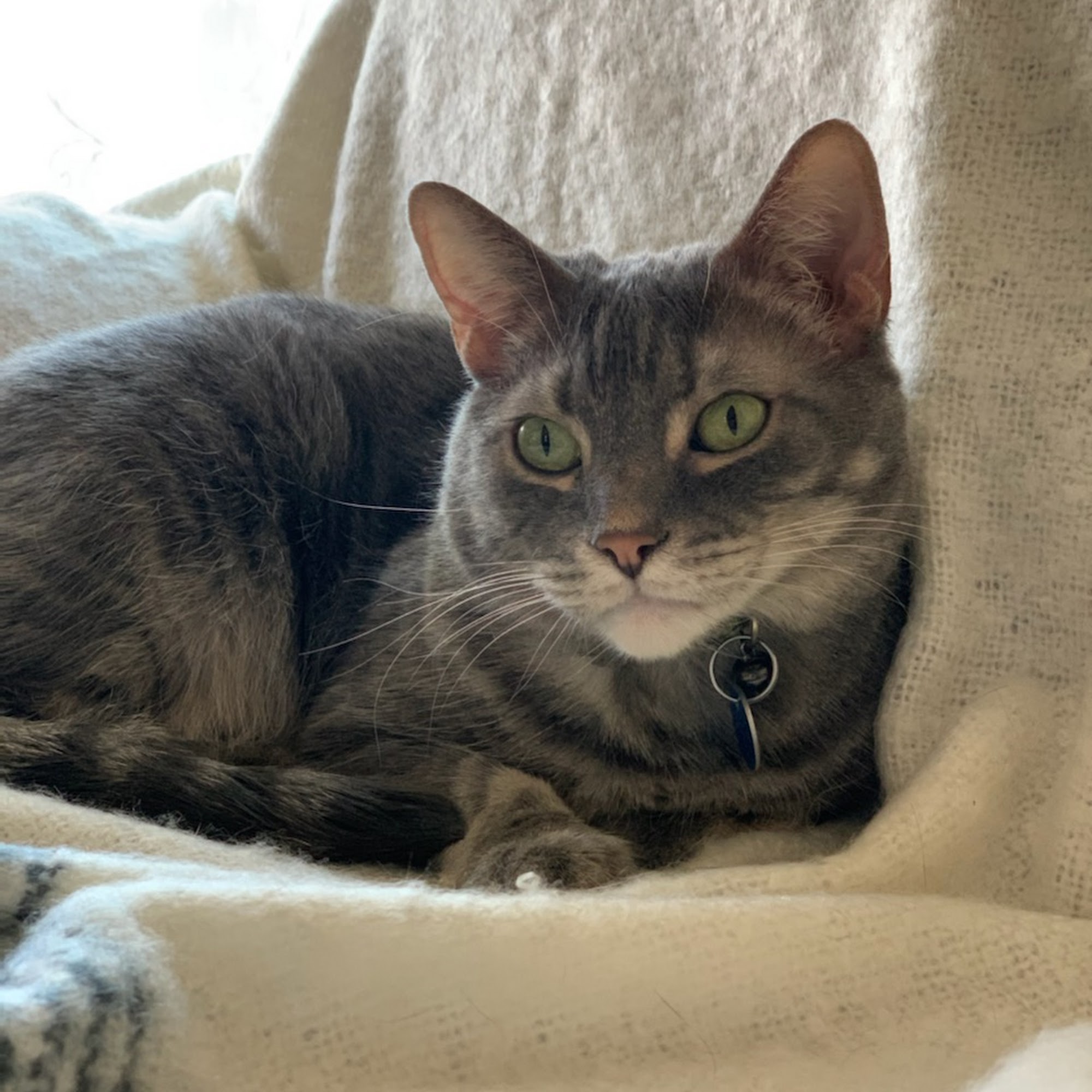 Angels' Care Animal Hospital Upland