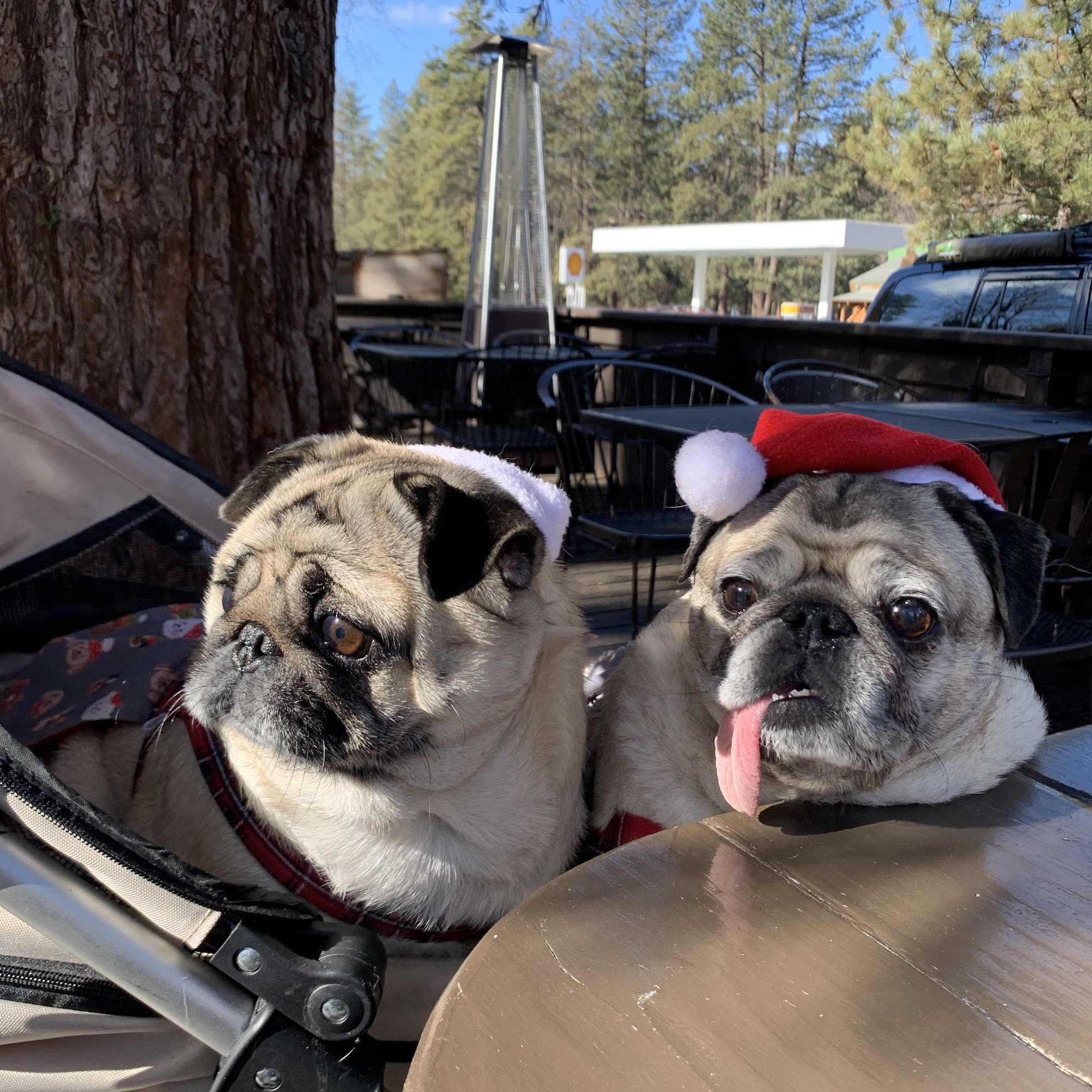 Eye Care for Animals - Upland Upland