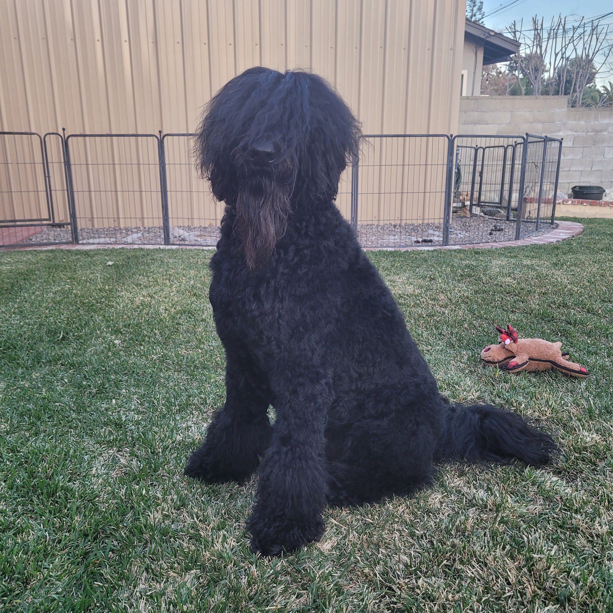 Scrubby Puppy Upland