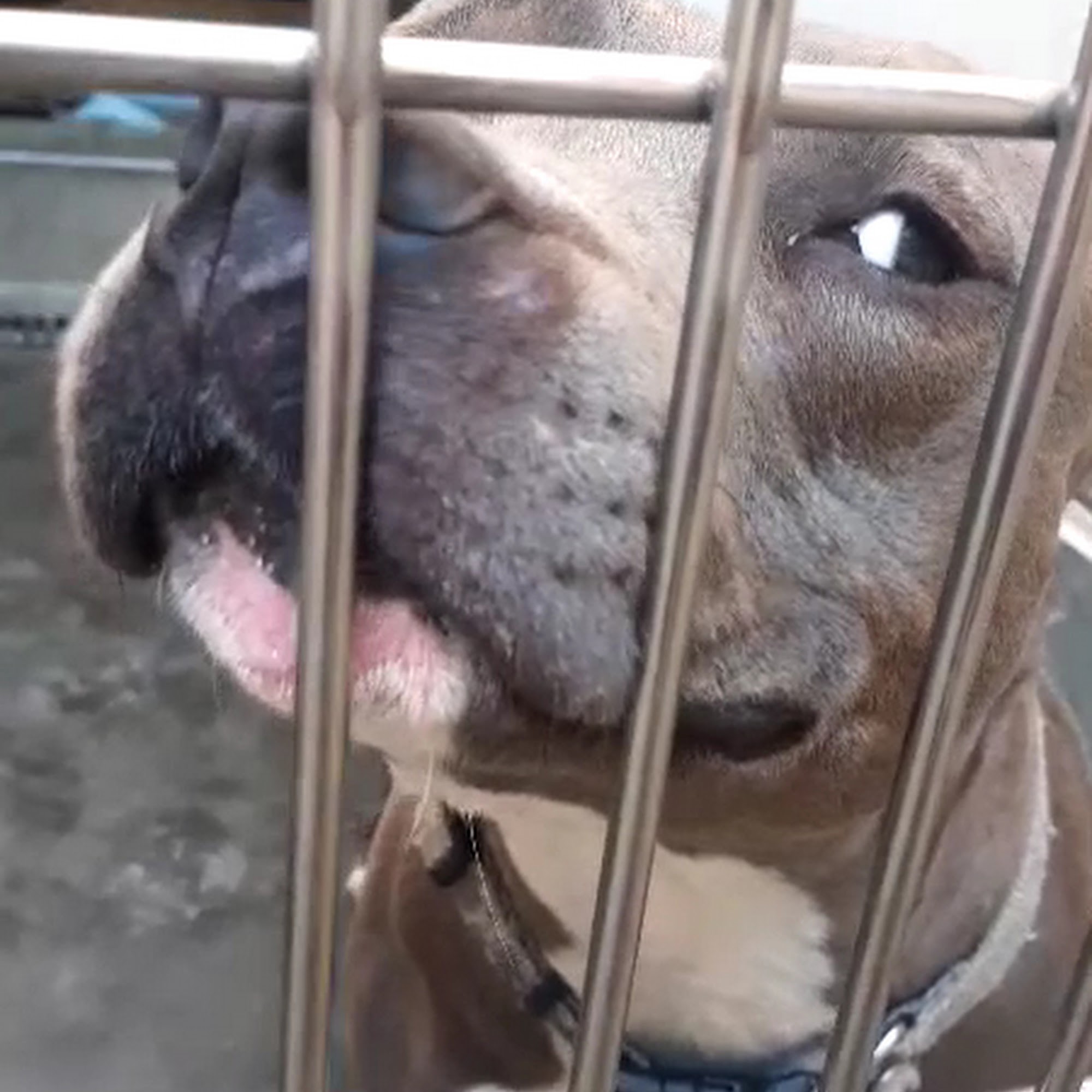 Friends of Upland Animal Shelter Upland