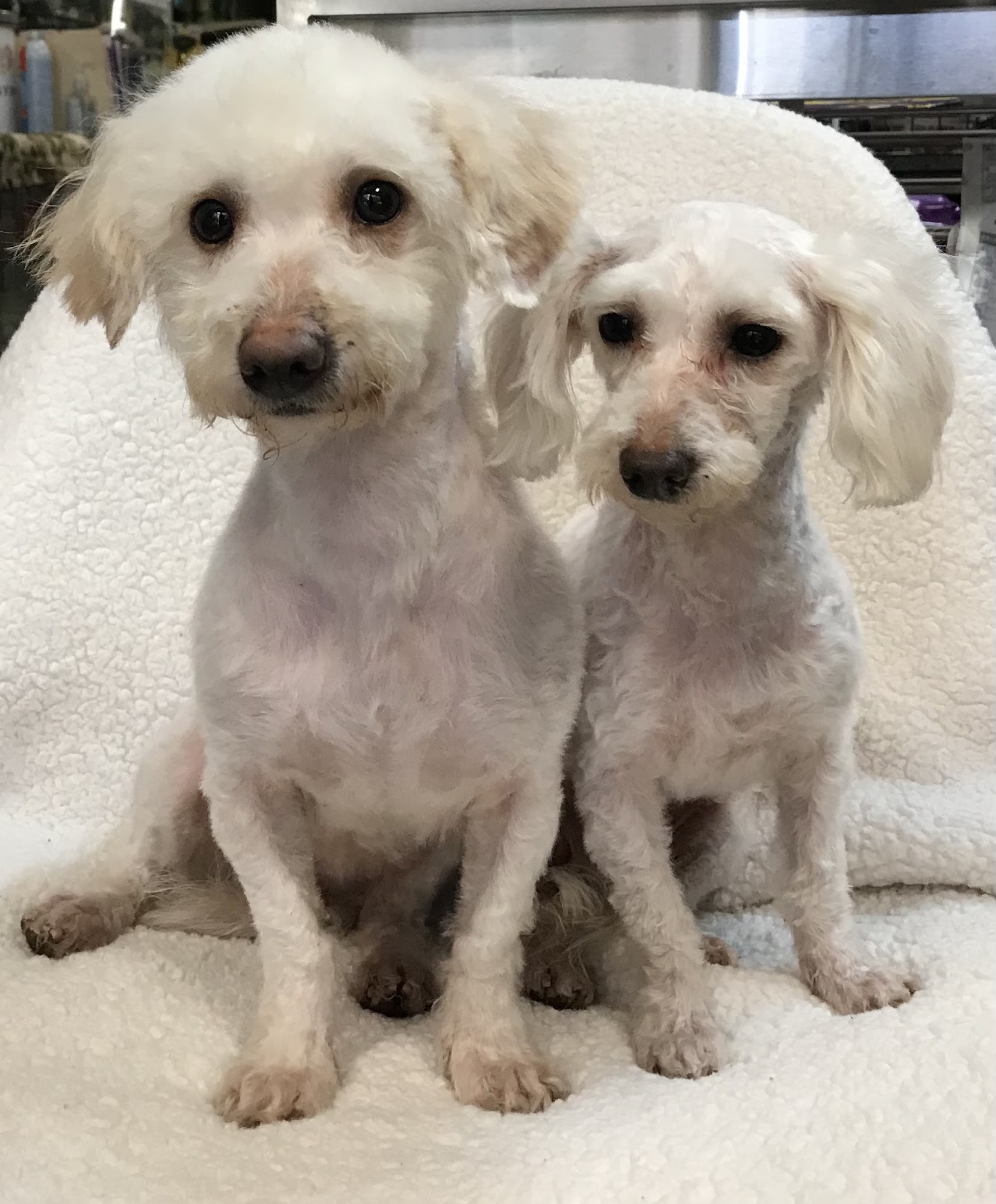 All About Paws Pet Spa Upland