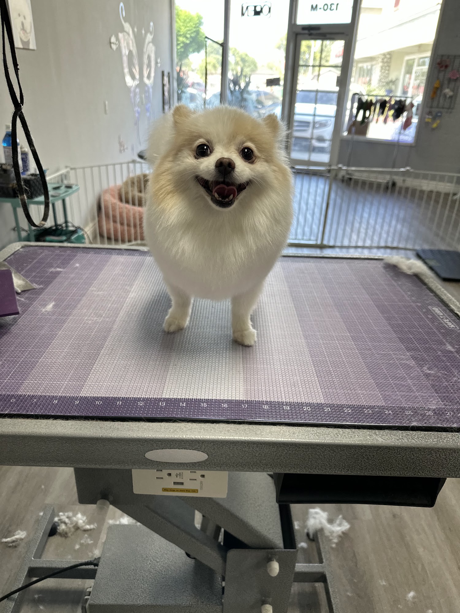 FairyTail Grooming Upland