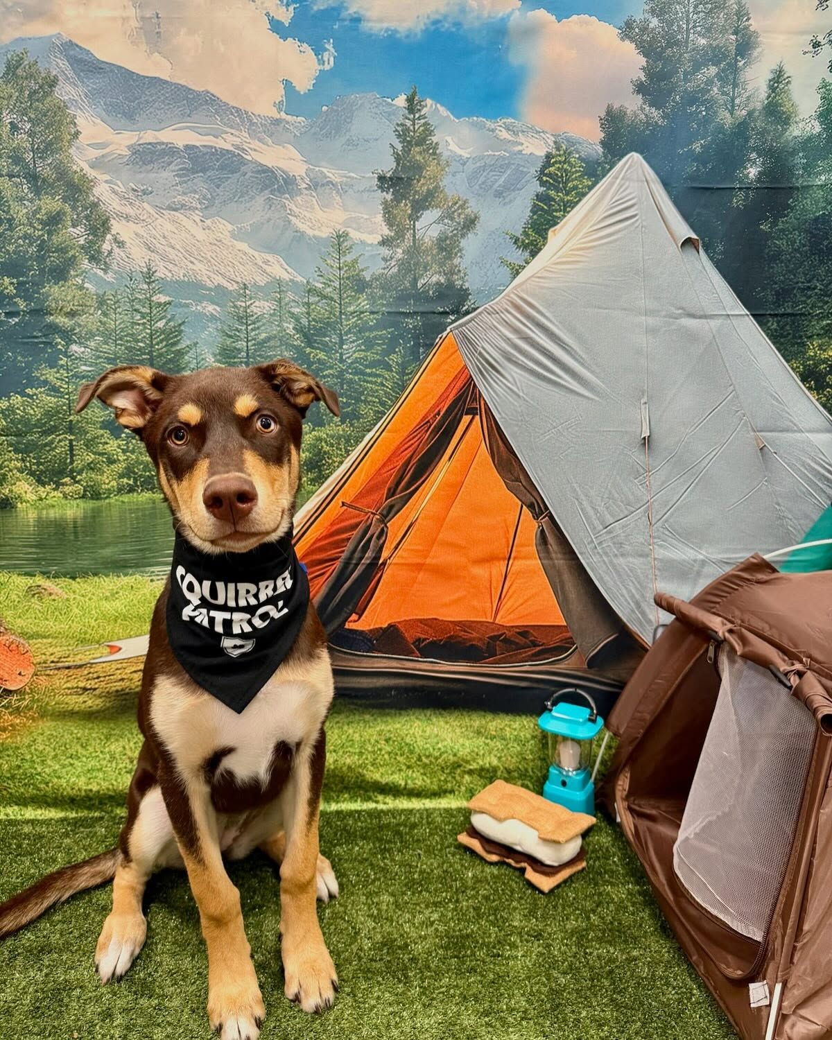 Dogtopia of Upland Upland