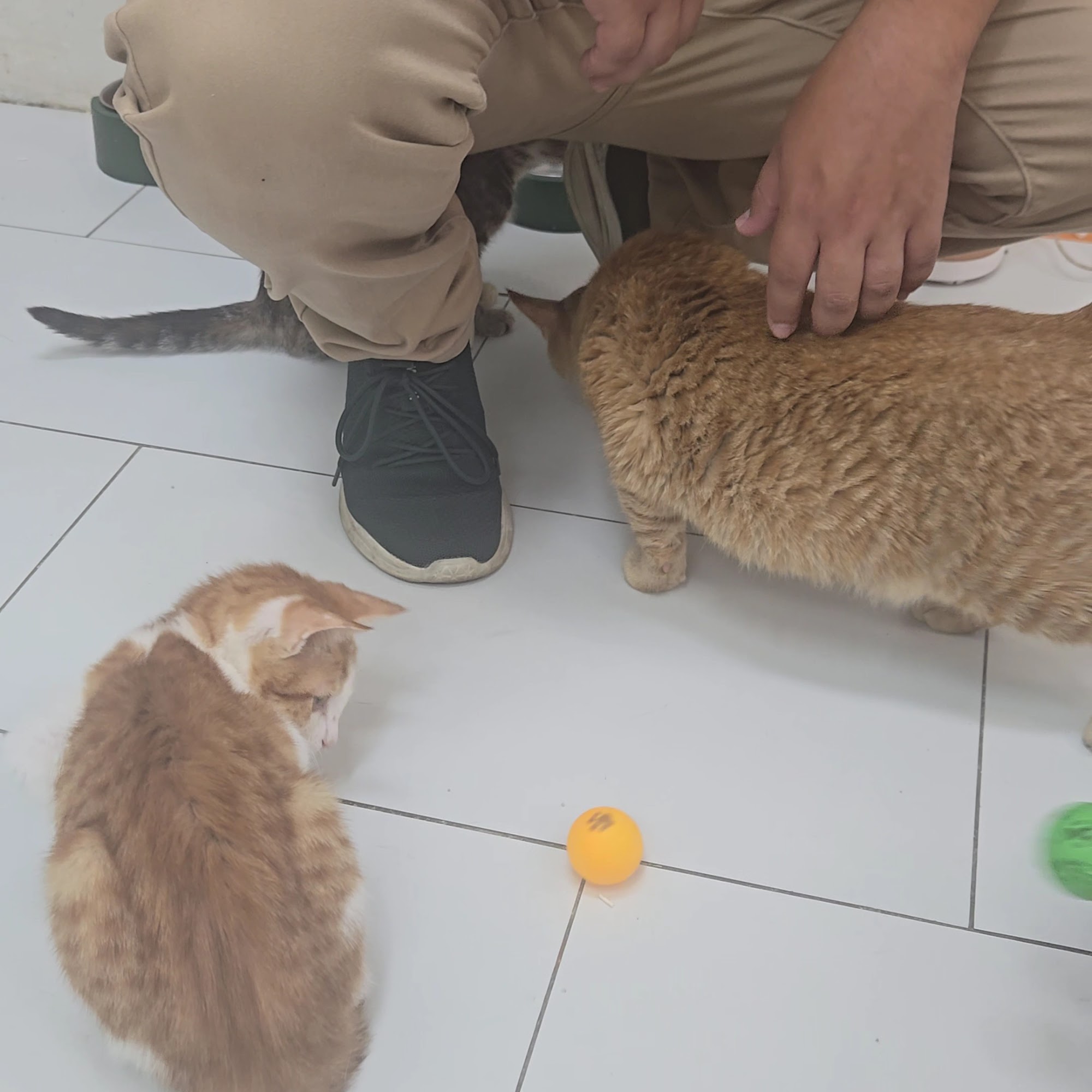 Cats and Comics Rescue Upland