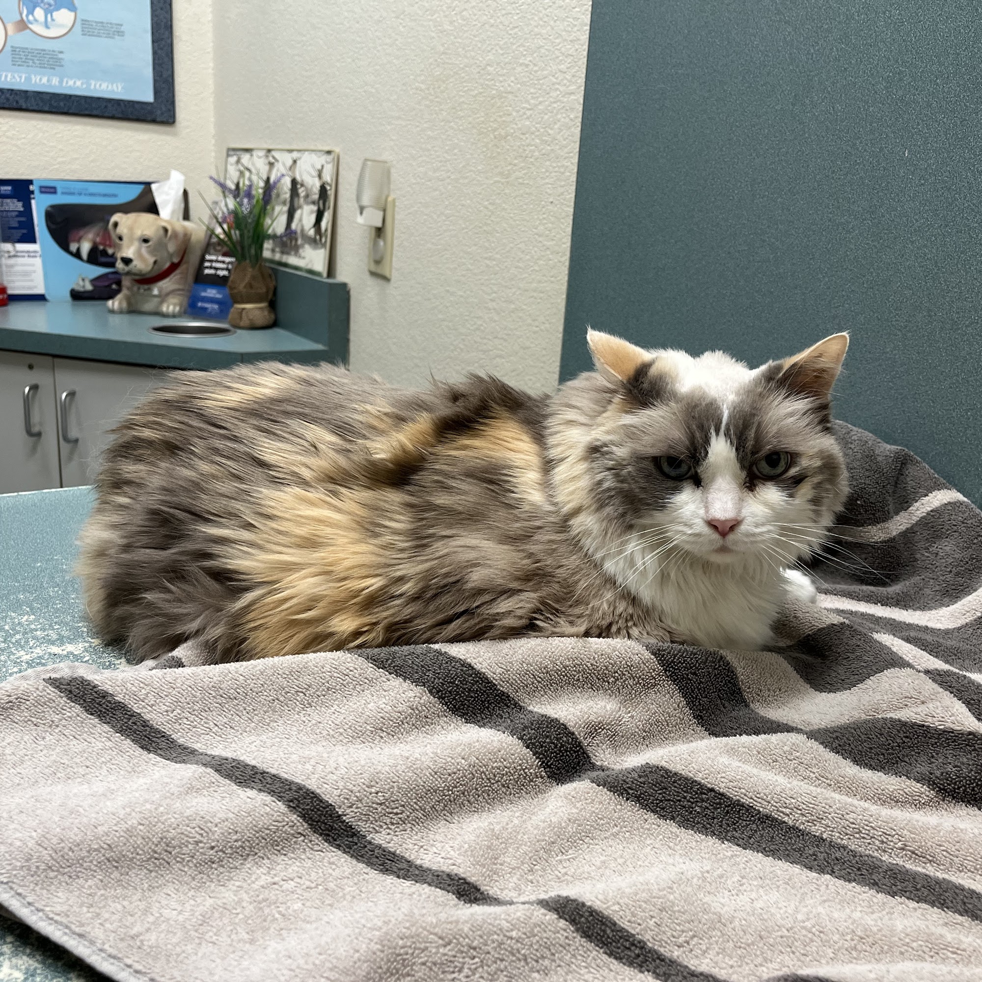 Oak Animal Hospital Vacaville