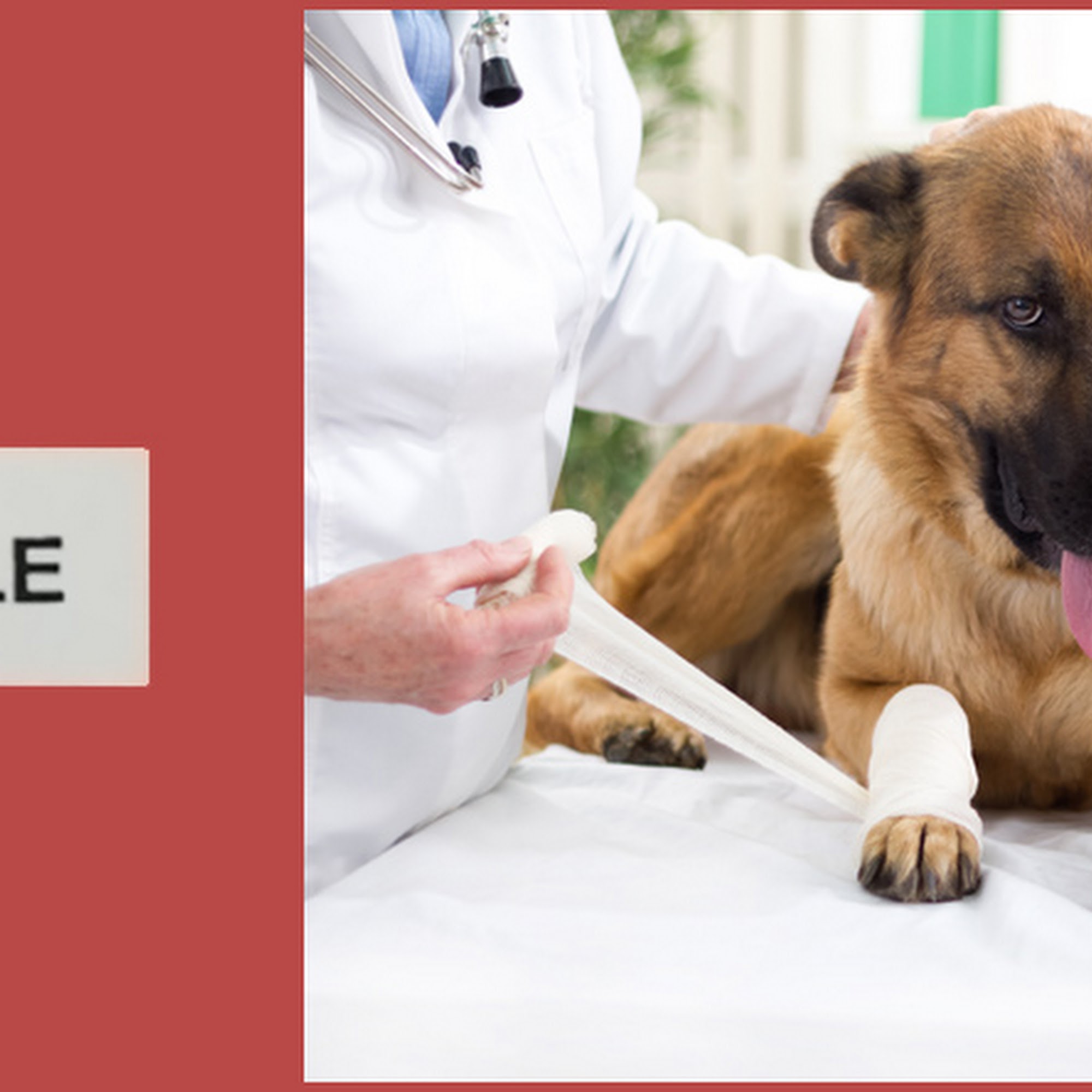 Vacaville Pet Vet Clinic, Inc. Vacaville