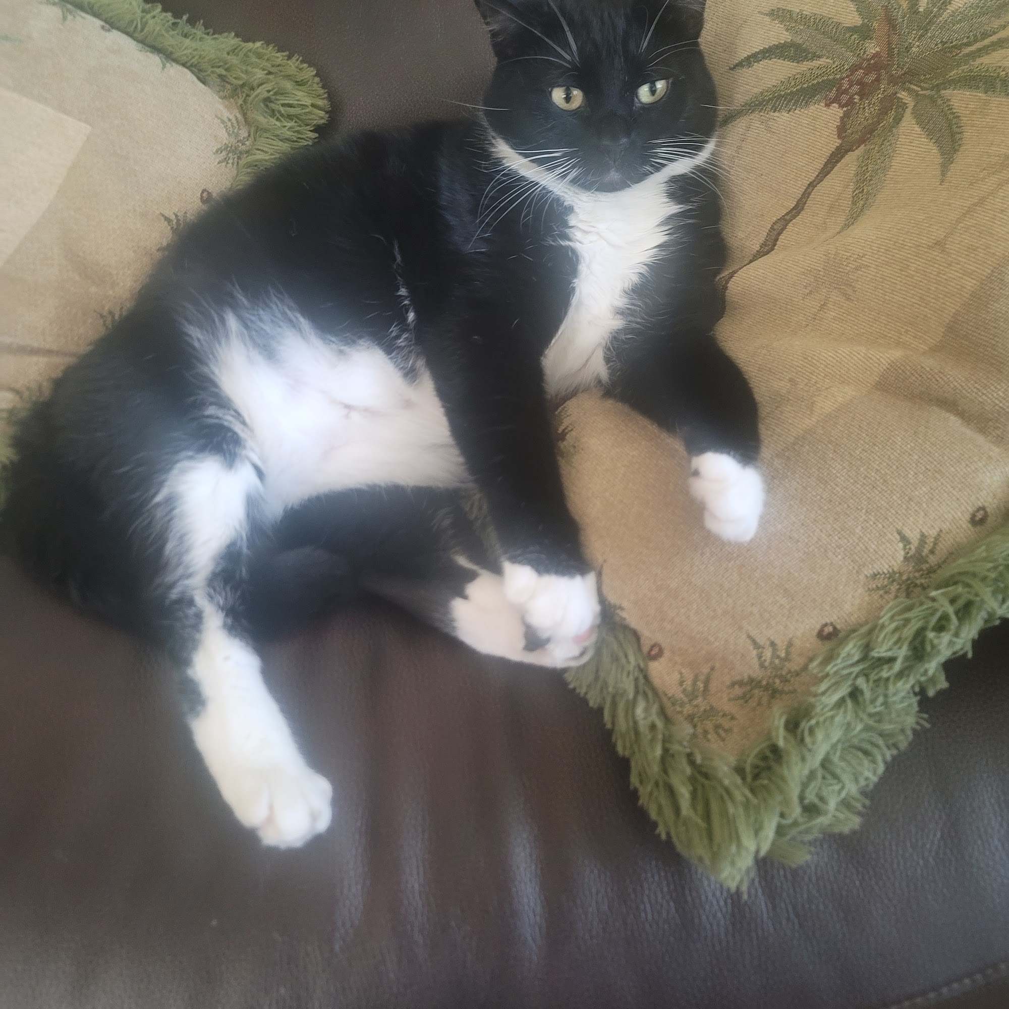 Alamo Animal Hospital Vacaville