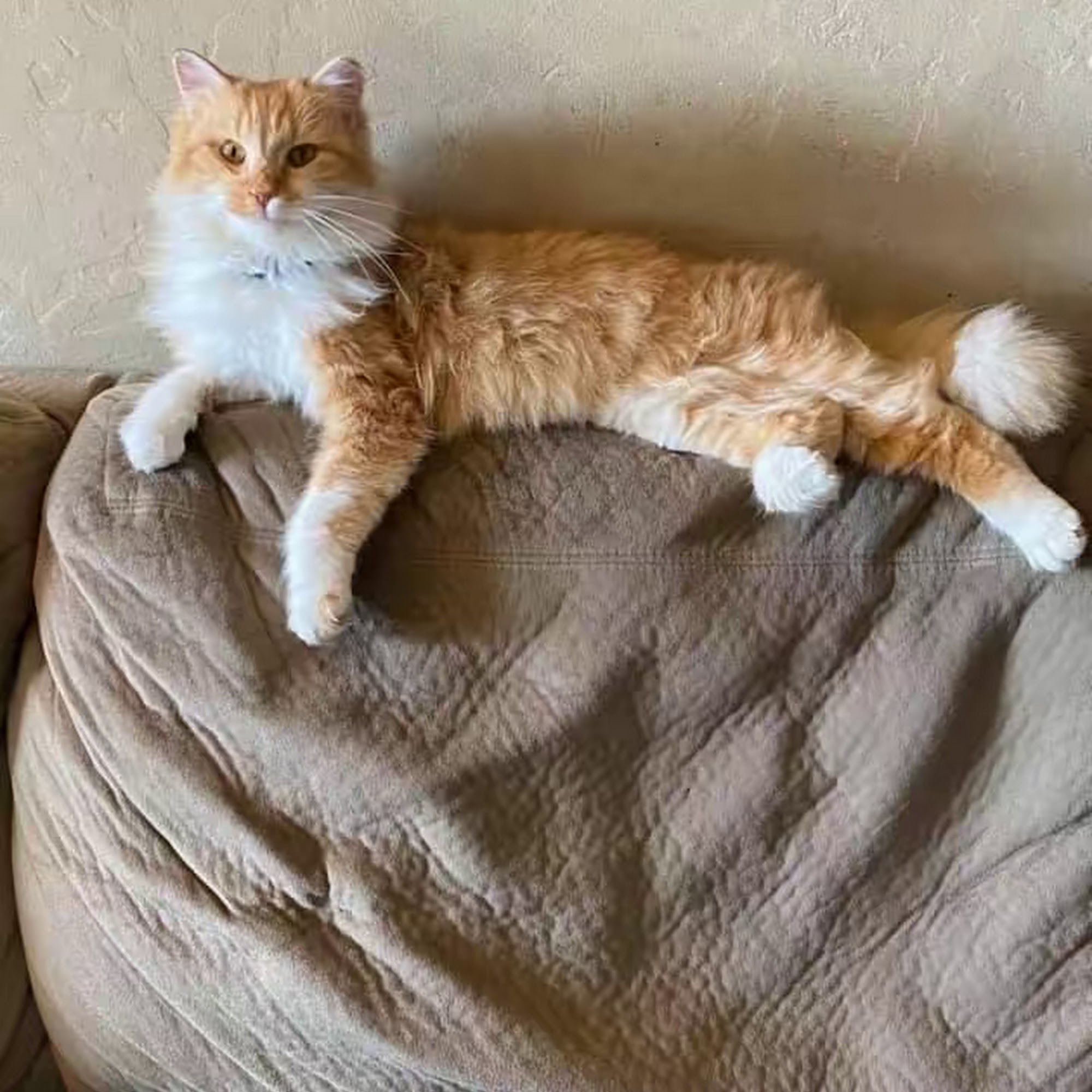 Family Pet Hospital Vacaville