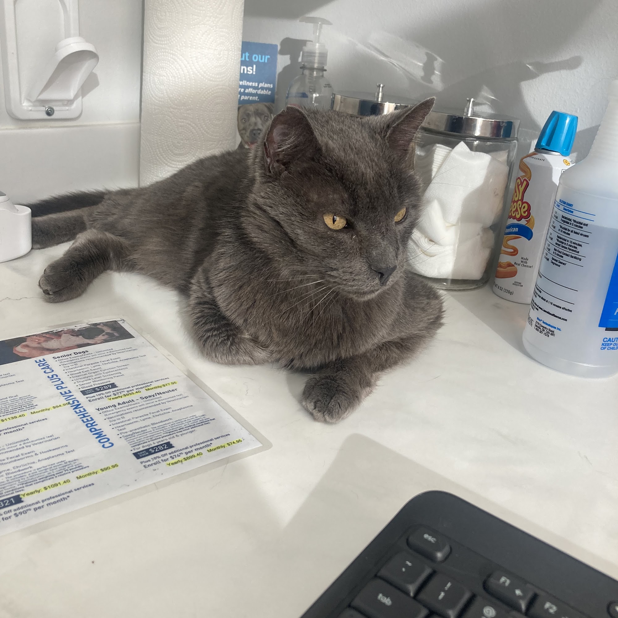 Vacaville Animal Care Center Vacaville