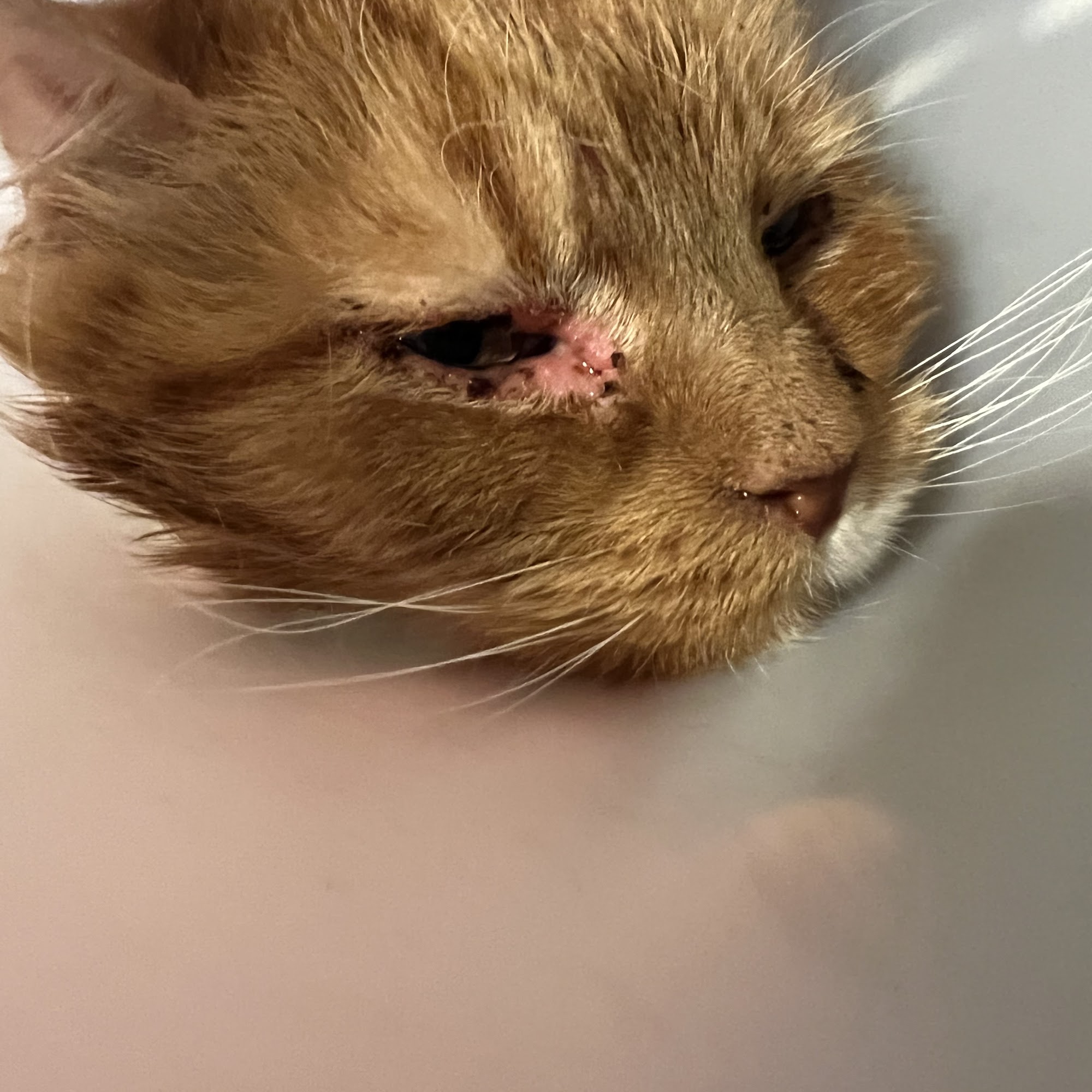 Animal Ophthalmology Services Vacaville