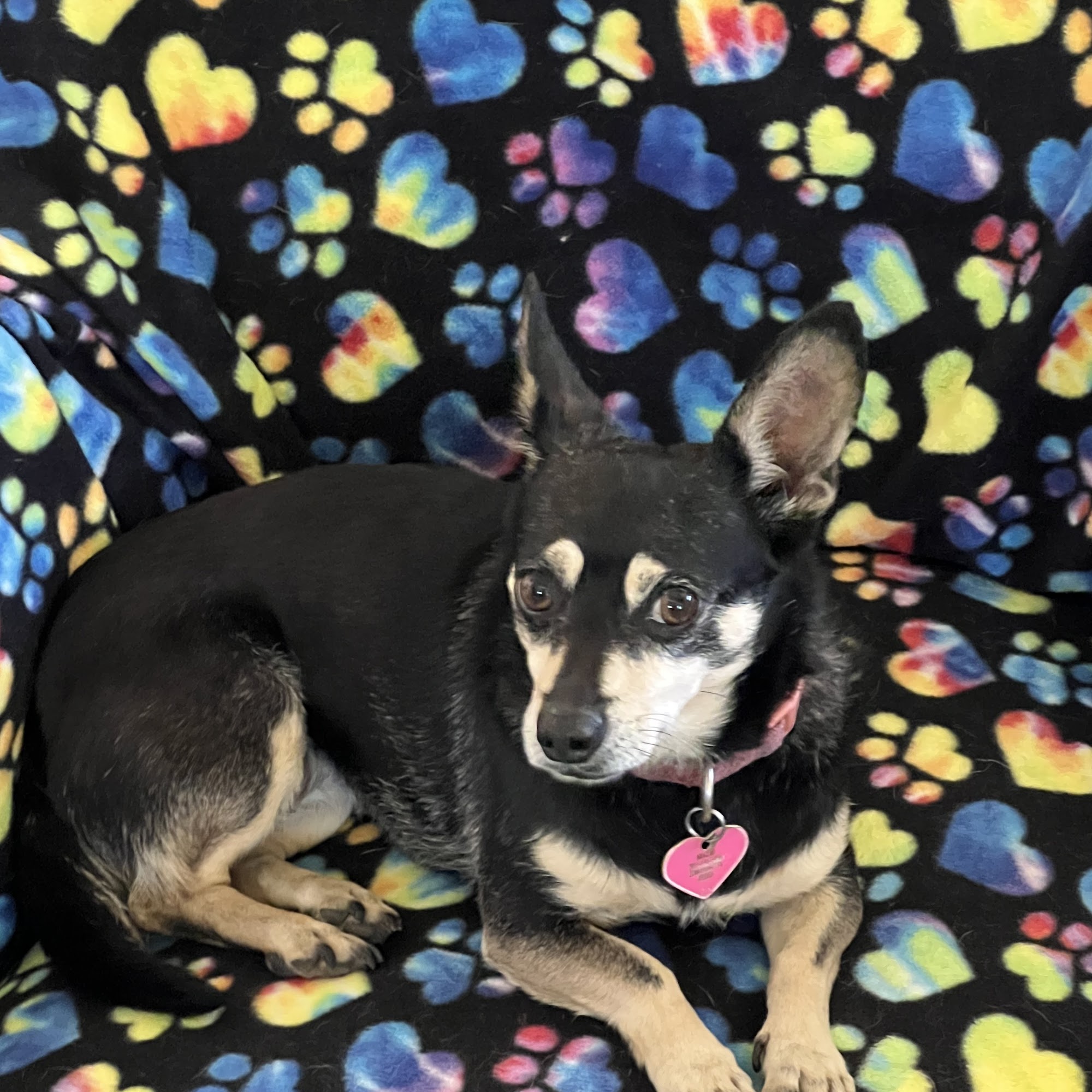 Pampered Pets Boarding & Day Care Vacaville