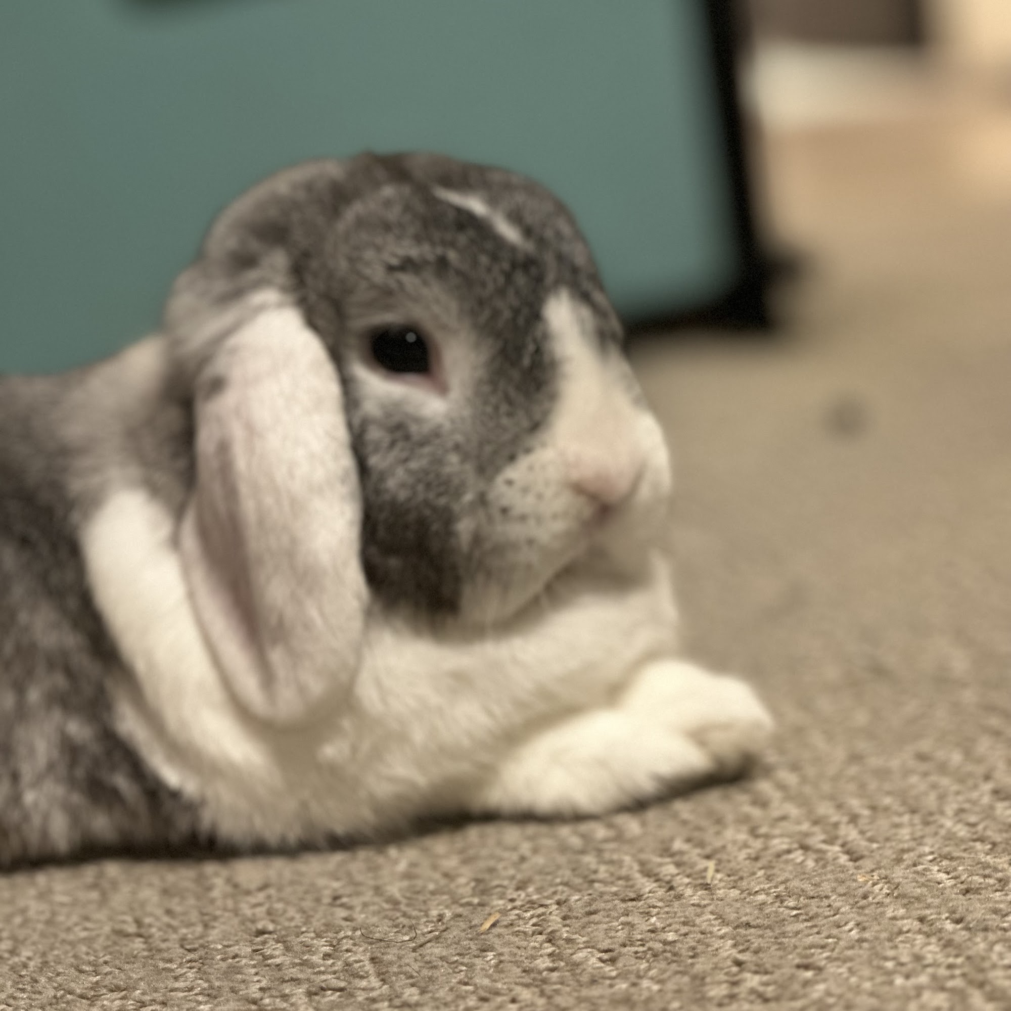 Tails of the City Dog Salon Vacaville Vacaville