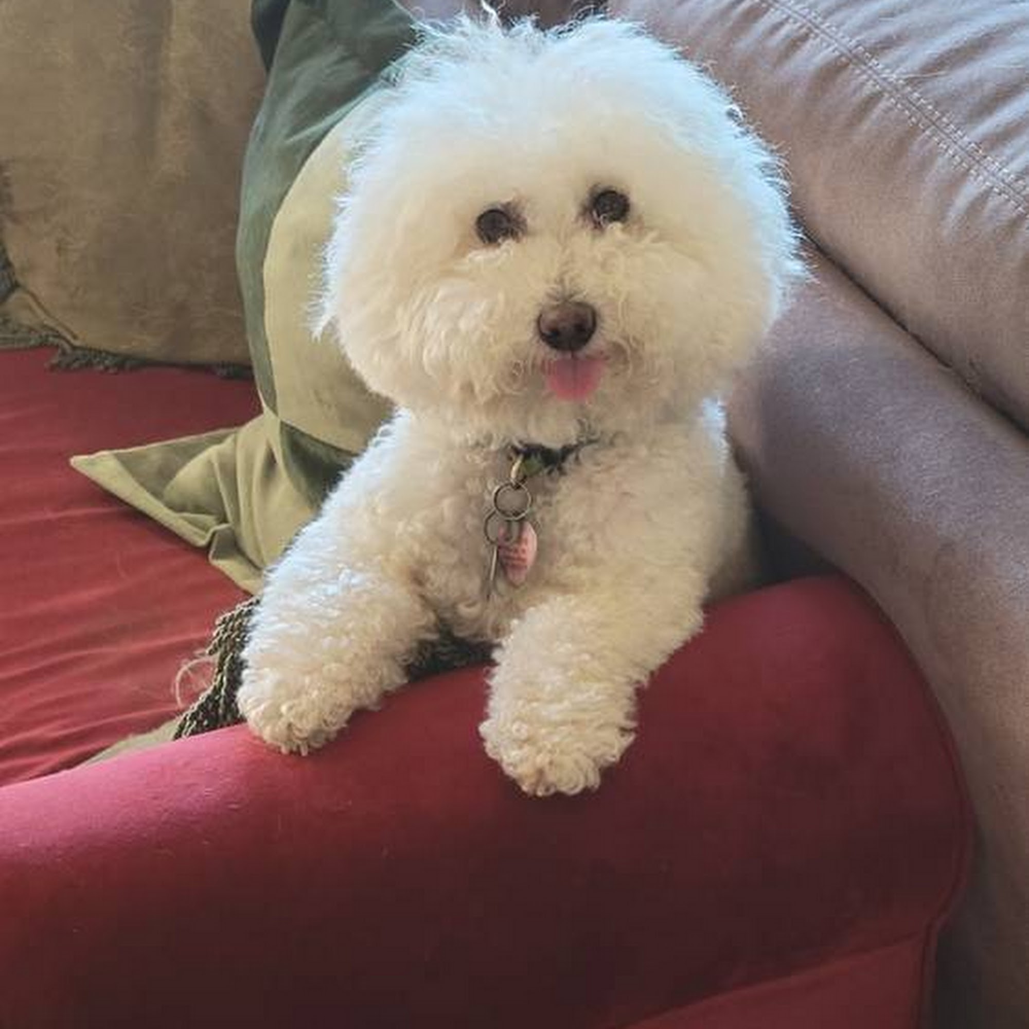 The Natural Pet Tooth Fairy Vacaville