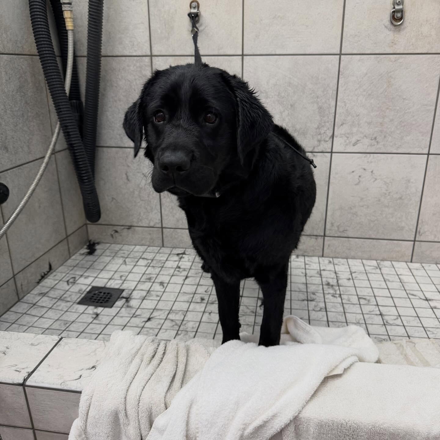 Pinnacle Pup Dog Training Vacaville